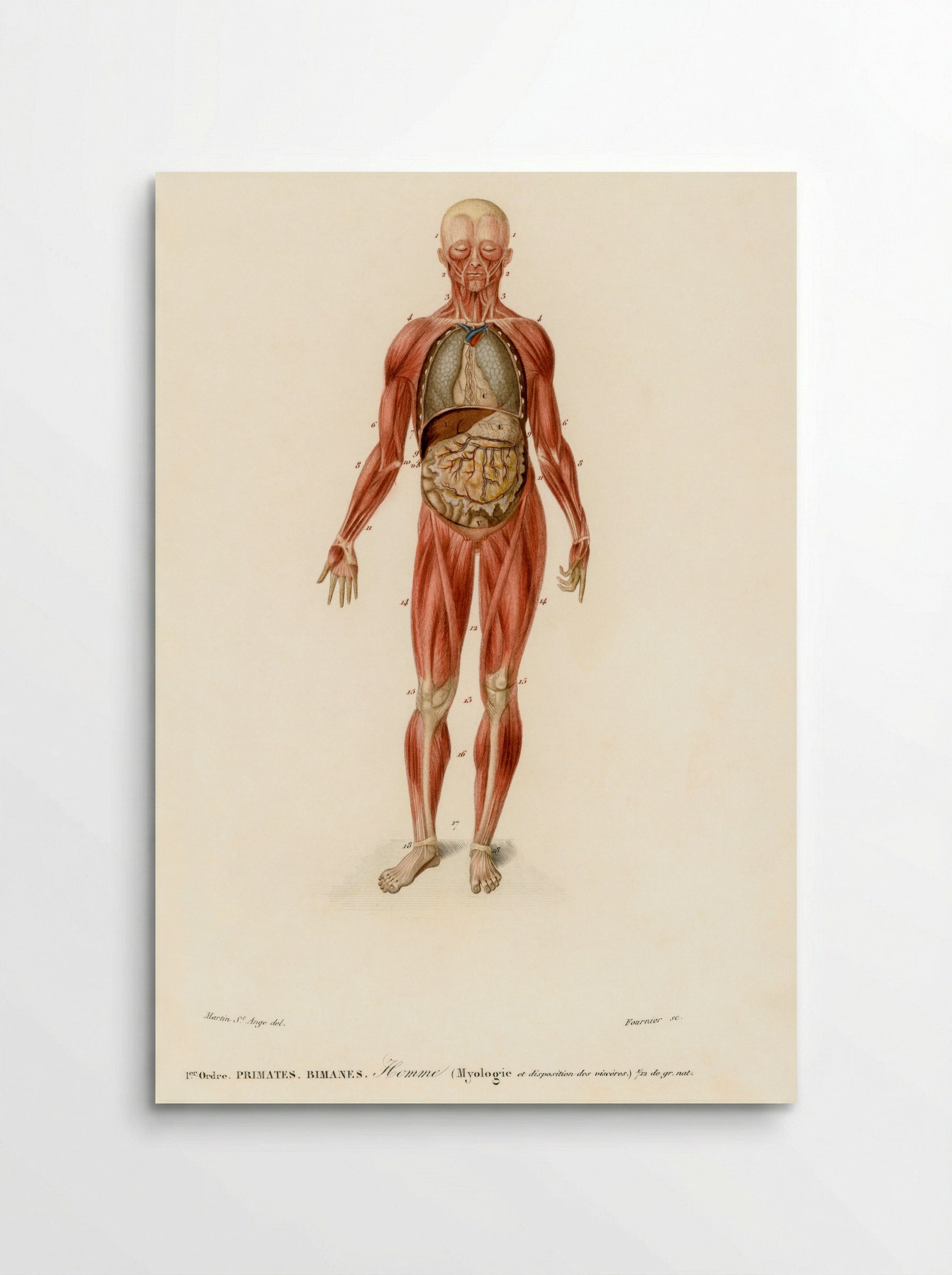 Myology and Disposition of the Viscera - Charles Dessalines D'Orbigny - Poster