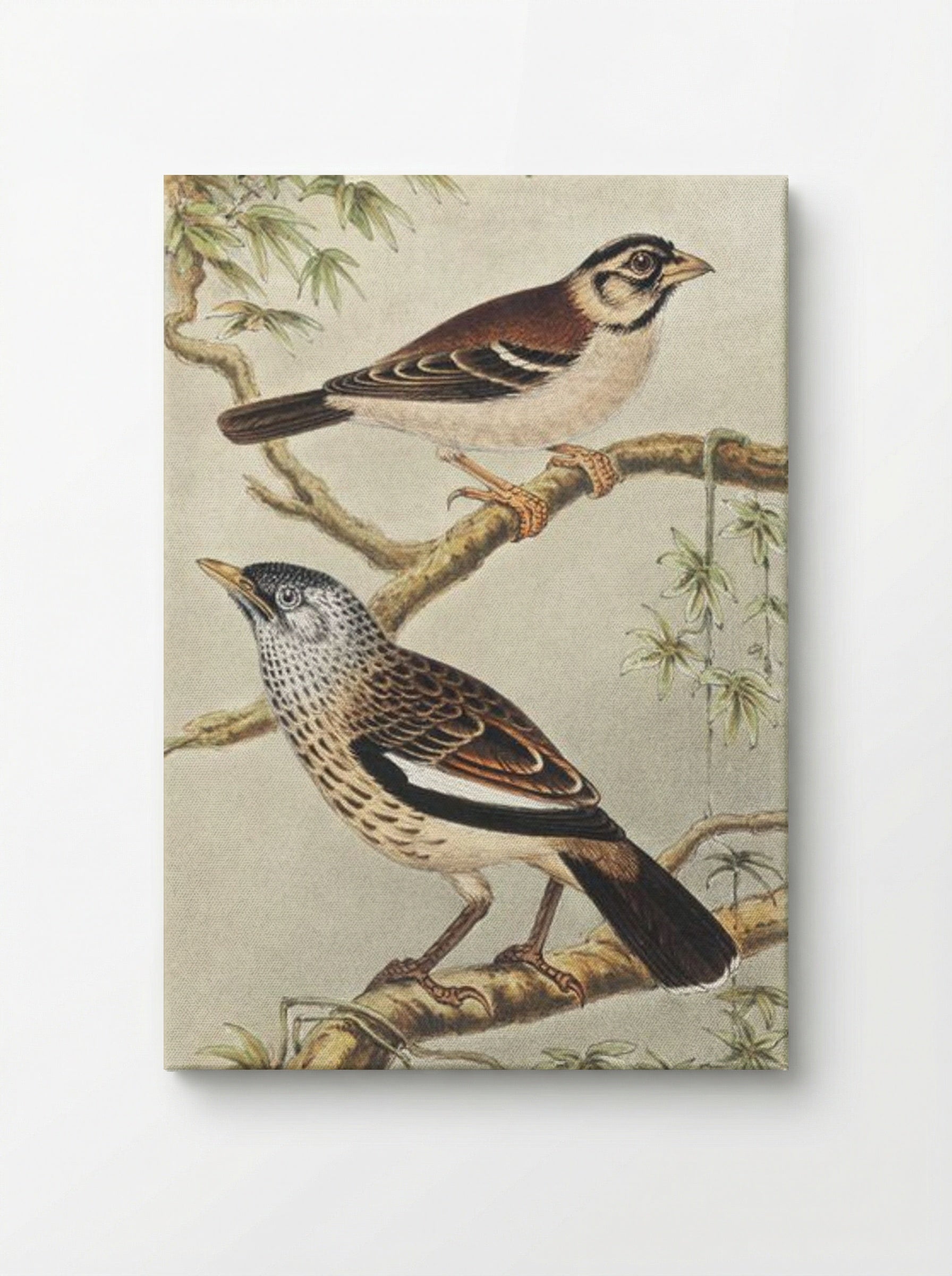 Twee vogels op takken (Two Birds on Branches) - Theo van Hoytema - Canvas