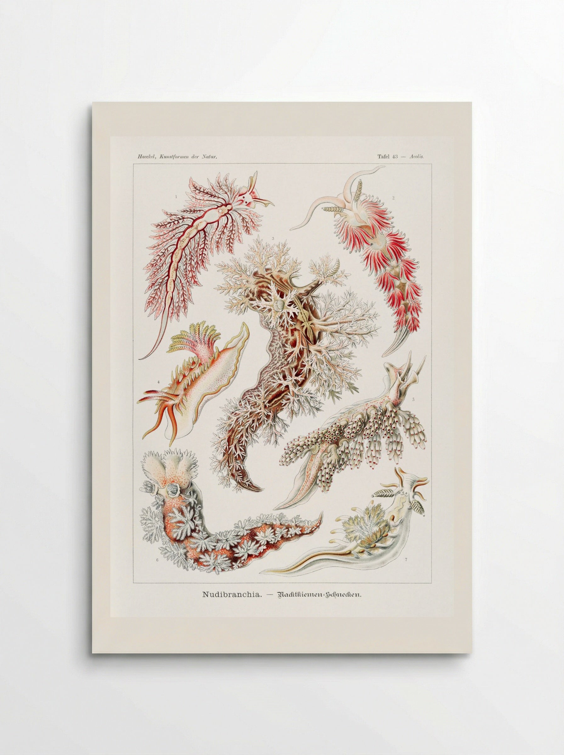 Nudibranchia-Nacktkiemen Schnecken (1904) - Ernst Haeckel - Poster