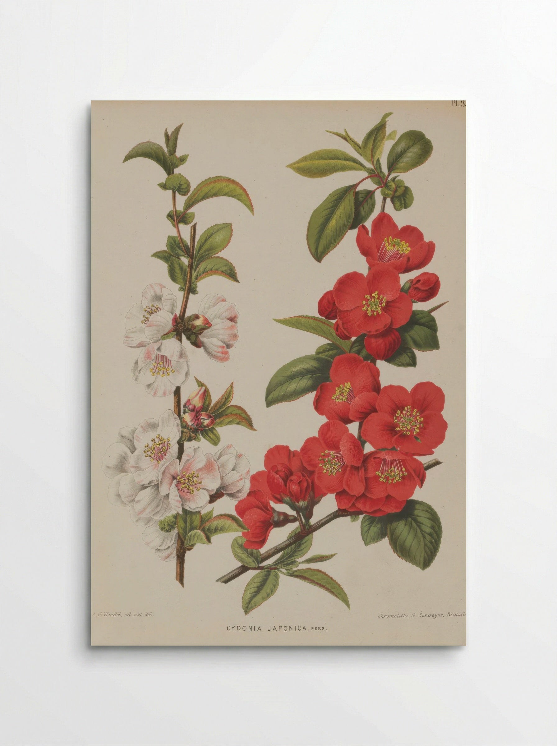 Cydonia Japonica Thunb. Pers. - A. J. Wendel - Poster