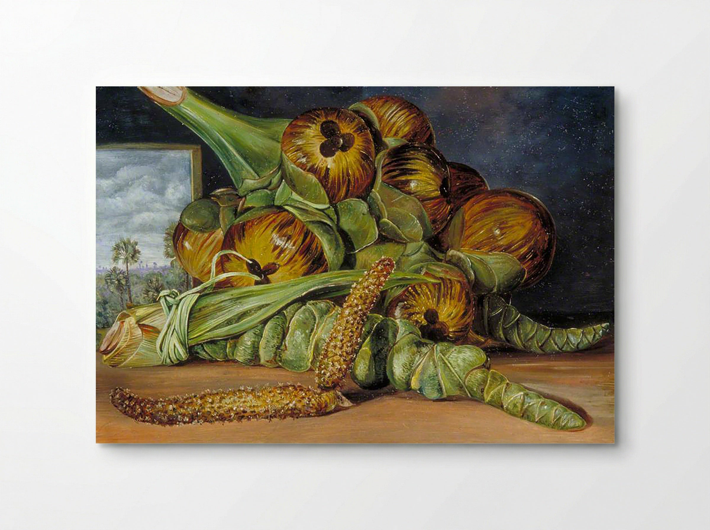 Flowers and Fruit of the Palmyra, and the Palm Seen through a Window, Java - Fine Art Print - Poster