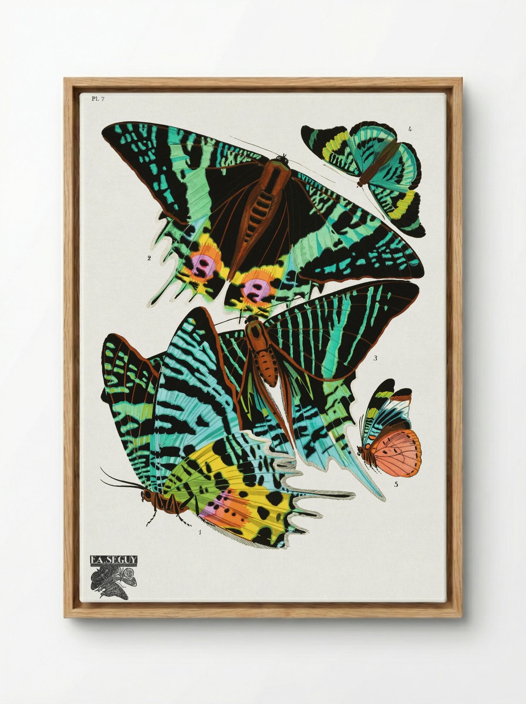 Butterflies (Plate 7) - Émile-Allain Séguy - Framed Canvas Wood