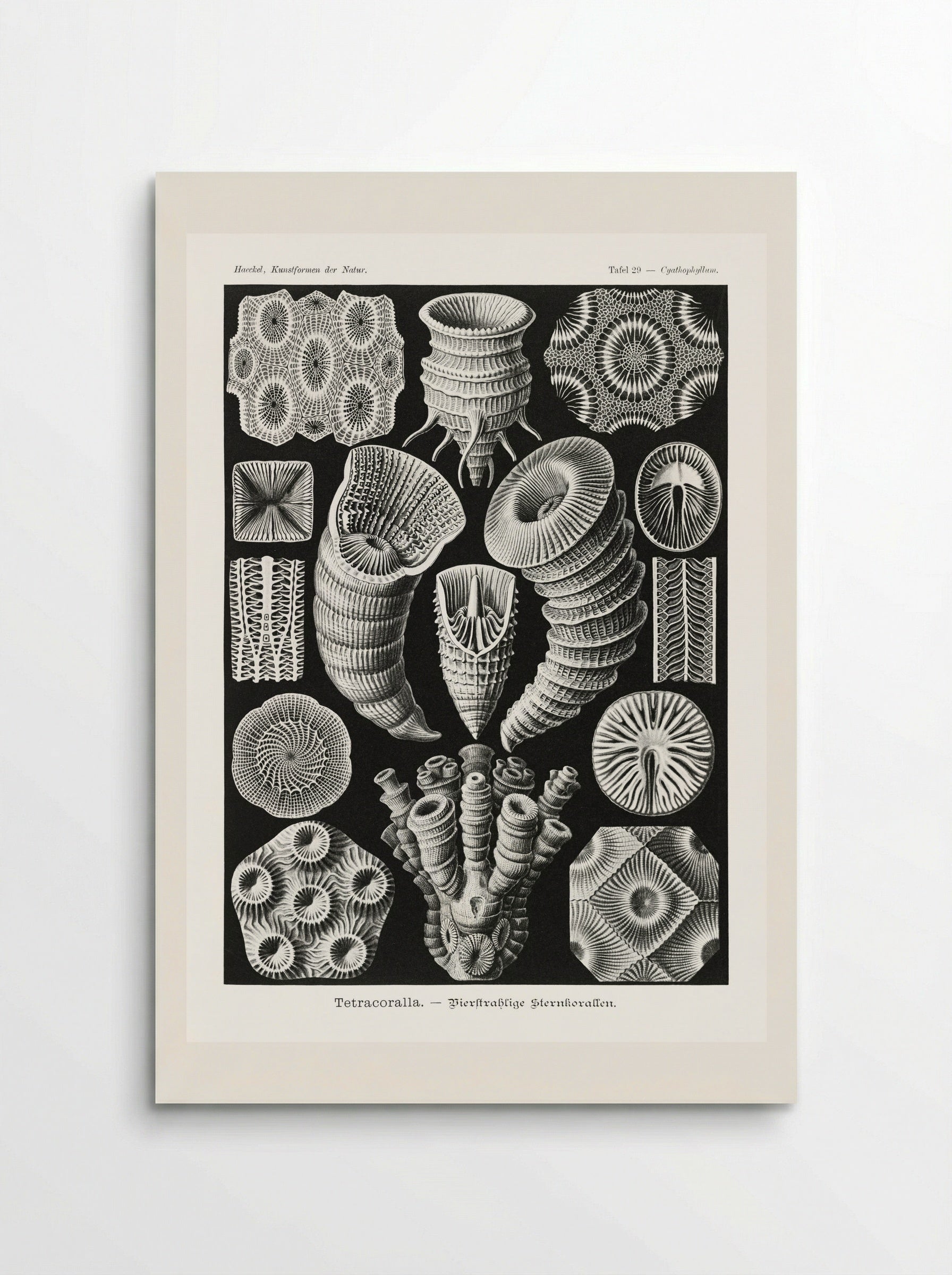 Tetracoralla-Bierstrahlige Sternkorallen (1904) - Ernst Haeckel - Poster