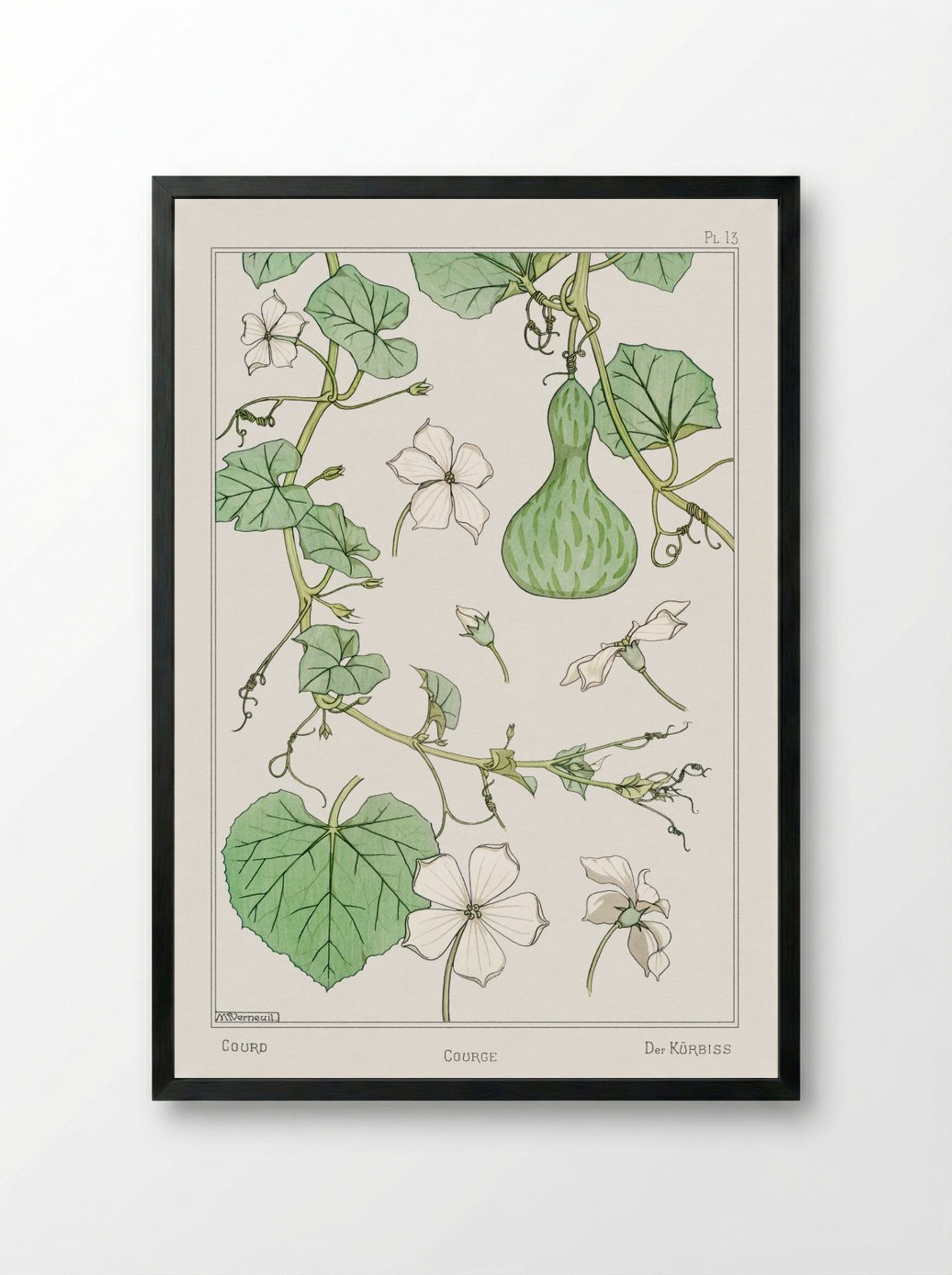 Courge (White-Flowered Gourd) - Maurice Pillard Verneuil - Framed Print Black