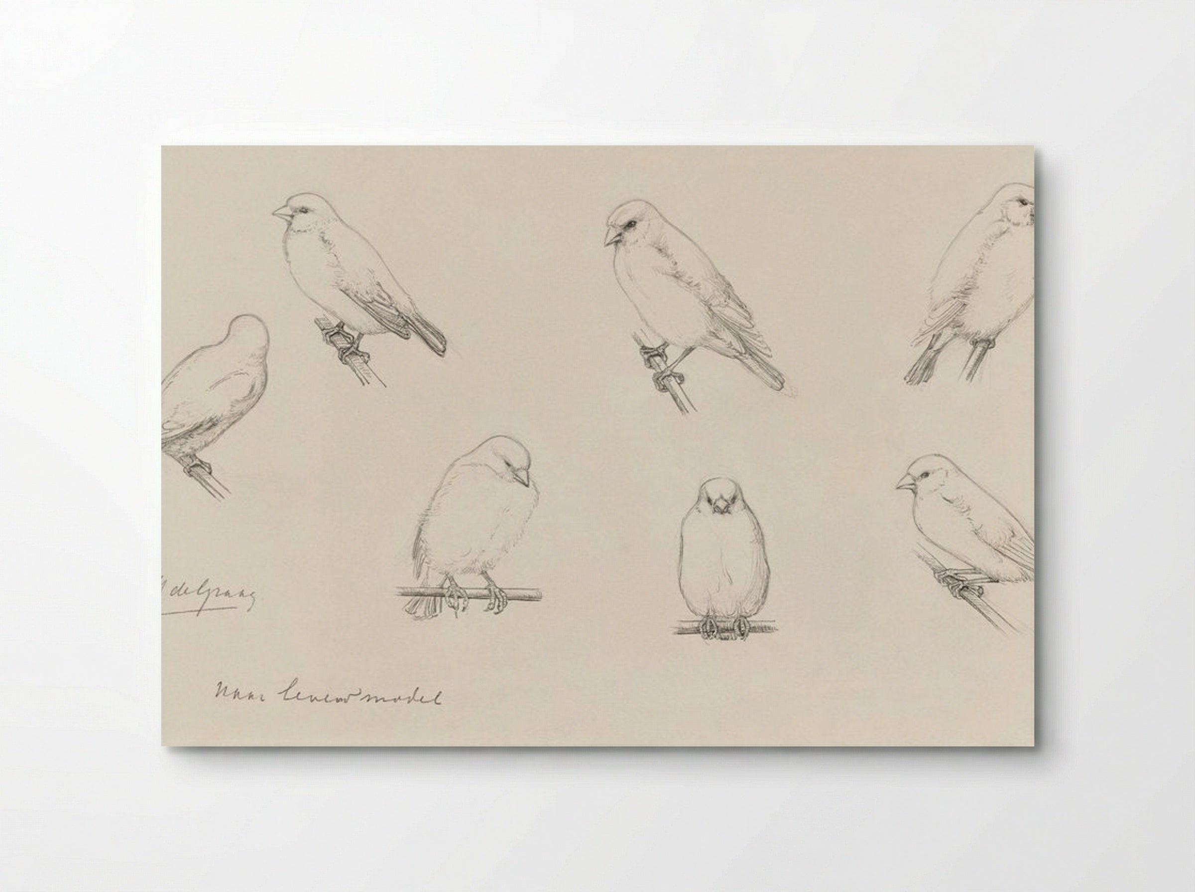 Study of Canaries - Julie de Graag - Poster