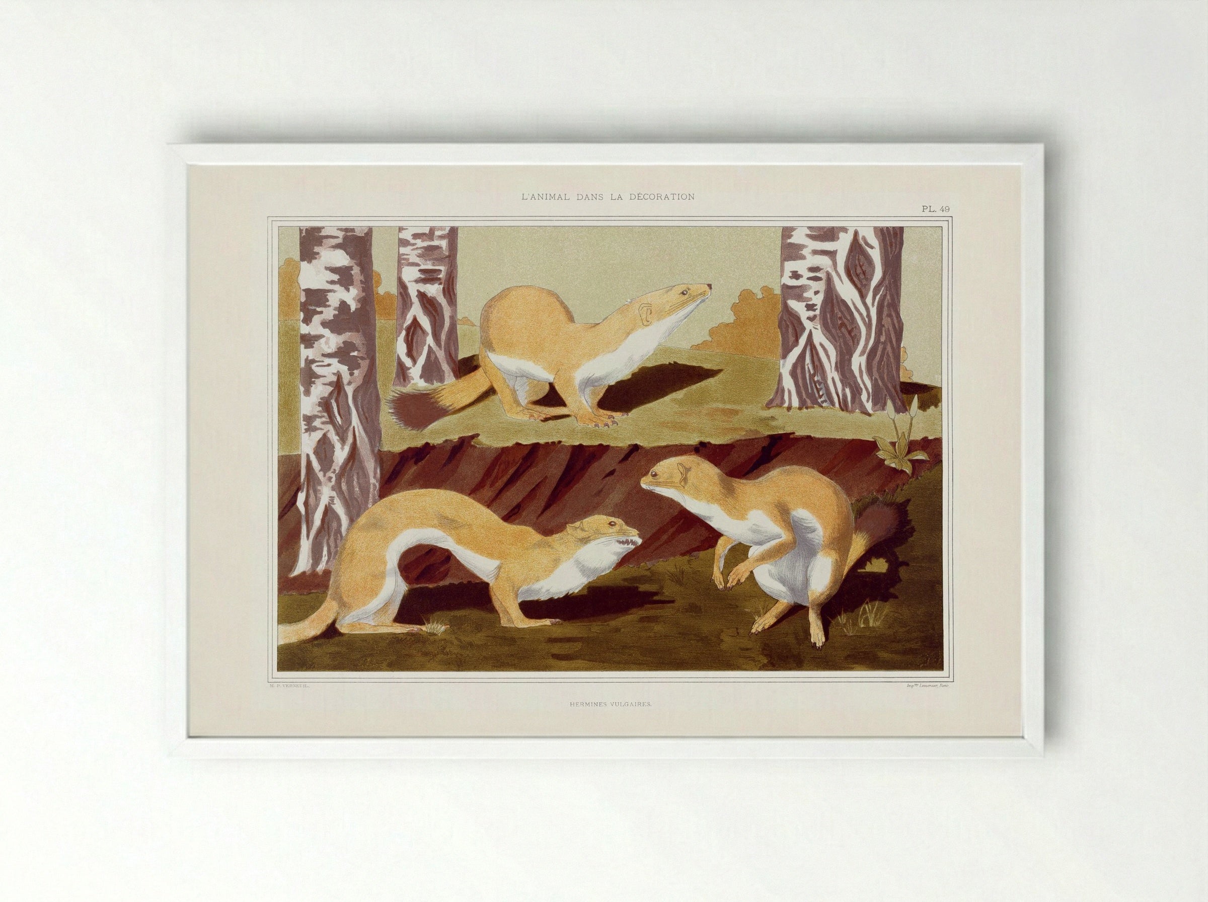 Hermines Vulgaires (Weasels) from L'animal dans la décoration - Maurice Pillard Verneuil - Framed Print White