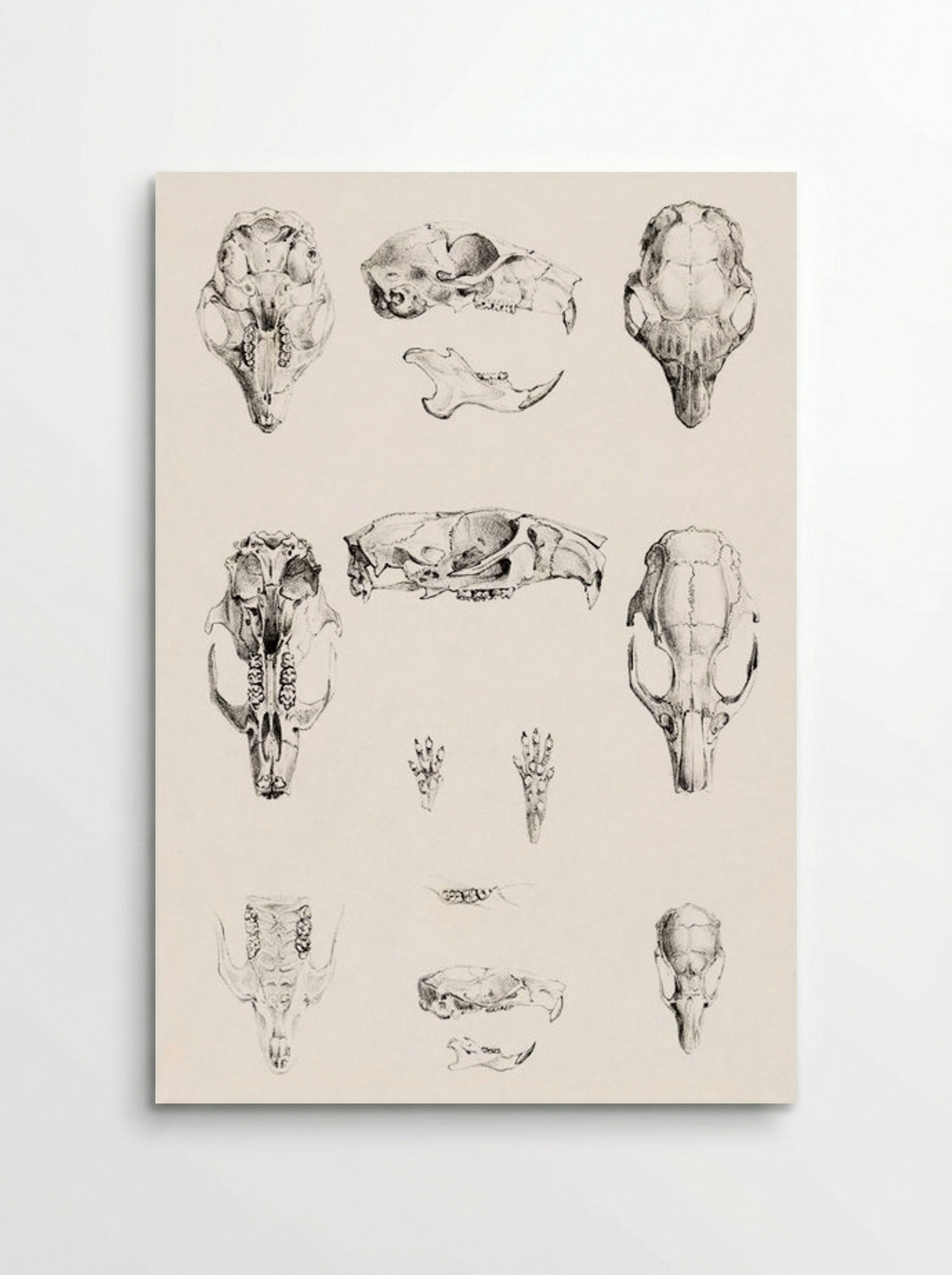 Knaagdierschedels (Rodent Skulls) - Theo van Hoytema - Poster