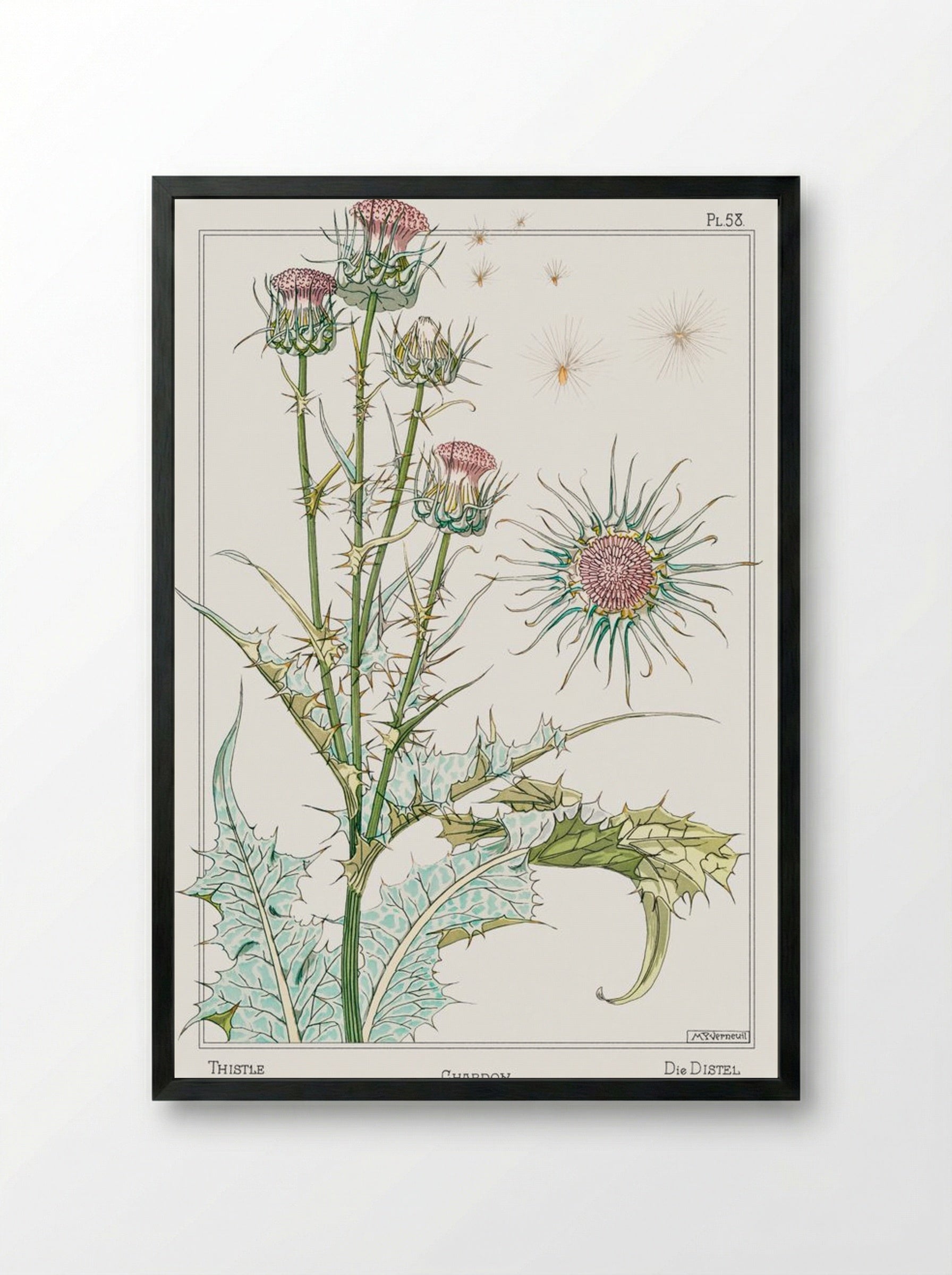 Chardon (Thistle) from La Plante et ses Applications ornementales - Maurice Pillard Verneuil - Framed Print Black