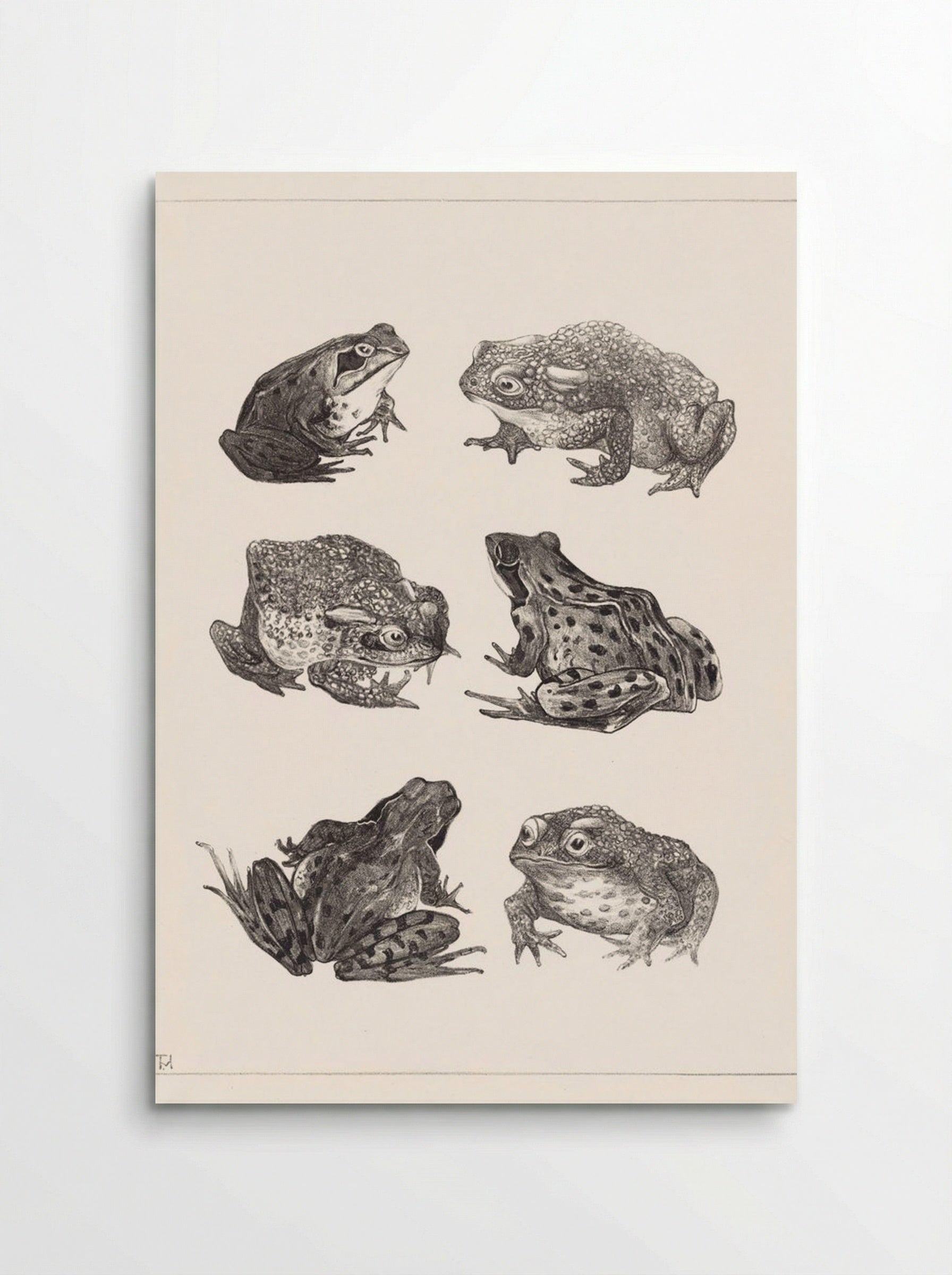 Six Frogs and Toads - Theo van Hoytema - Poster