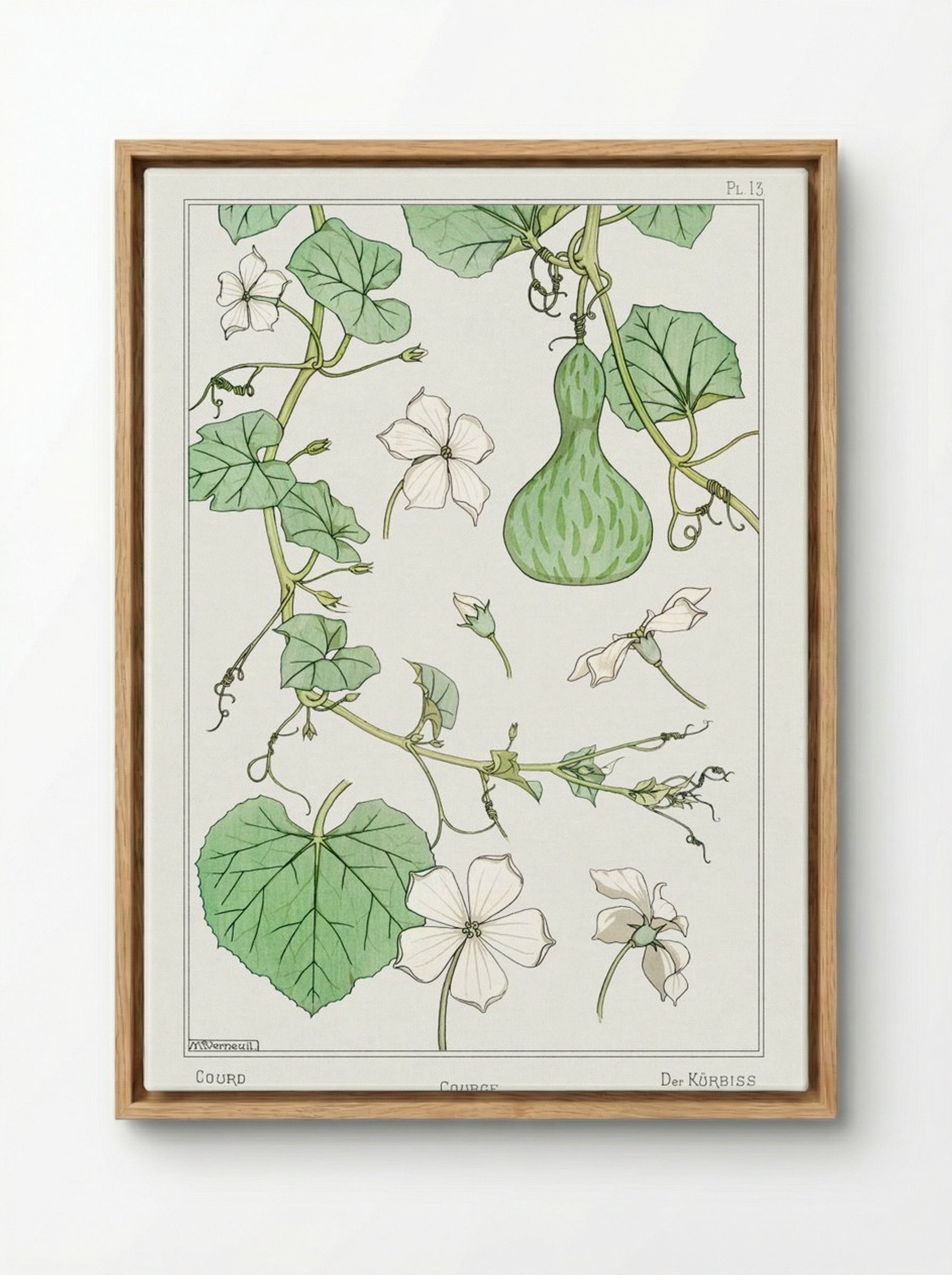 Courge (White-Flowered Gourd) - Maurice Pillard Verneuil - Framed Canvas Wood
