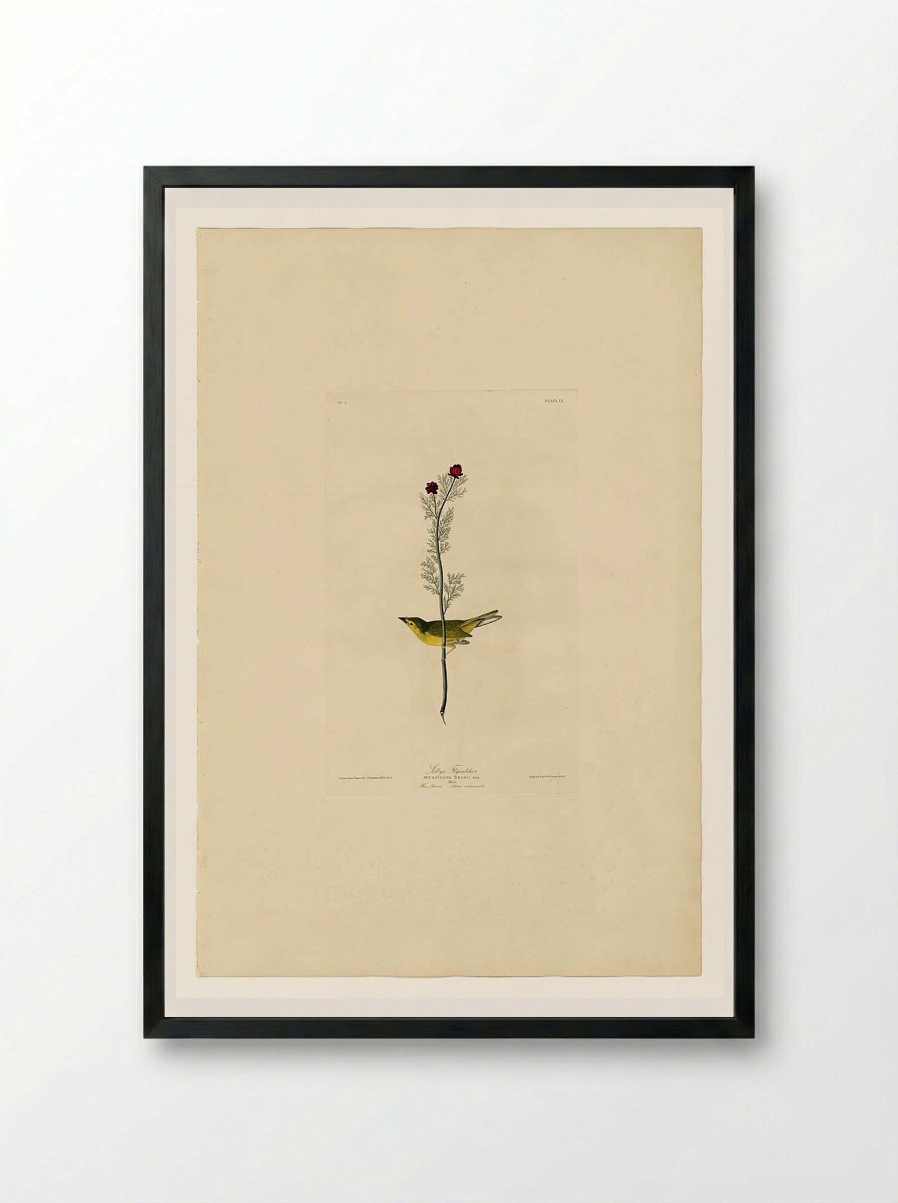 Plate 9, Selby's Flycatcher - John James Audubon - Framed Print Black