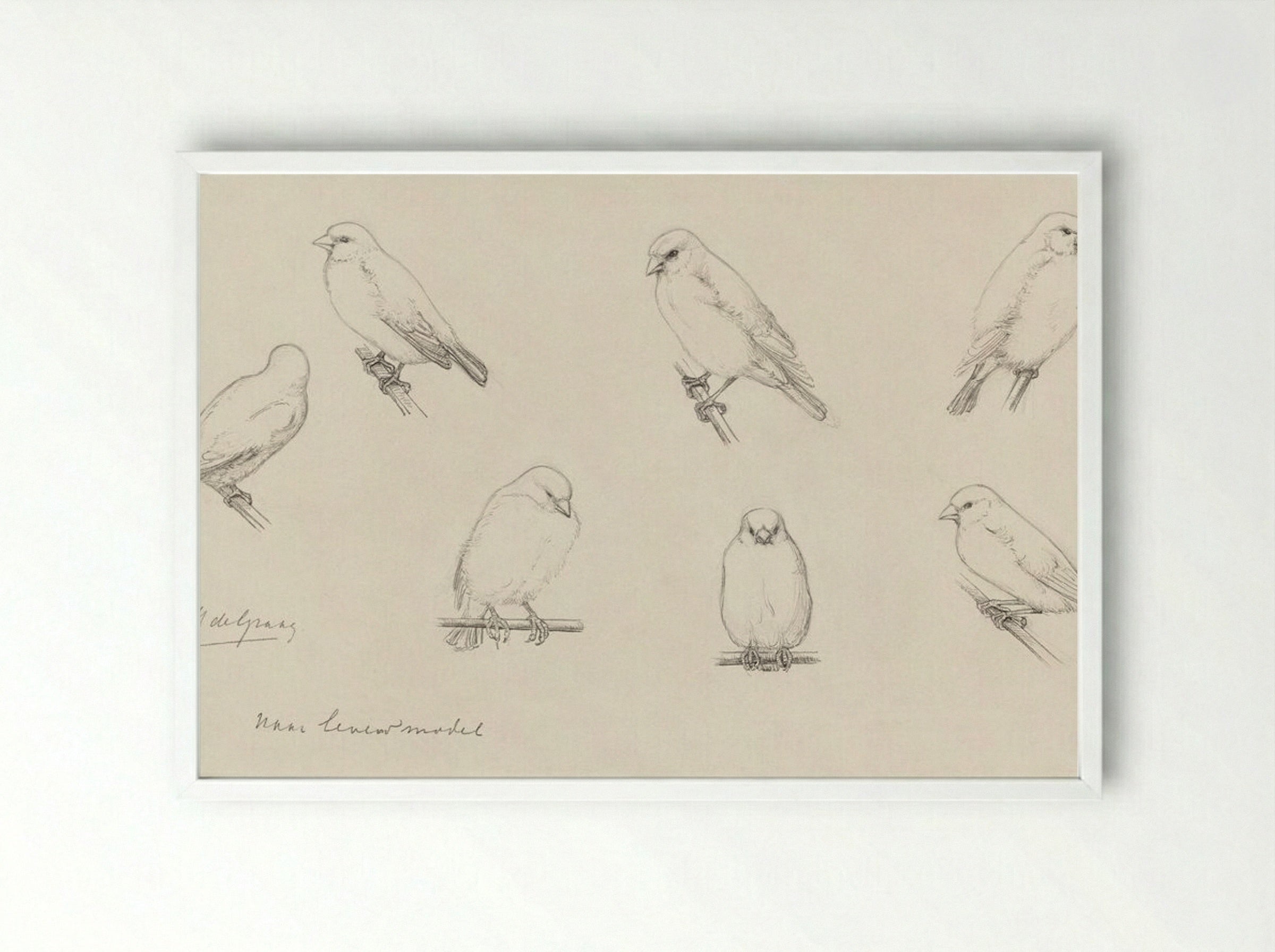Study of Canaries - Julie de Graag - Framed Print White