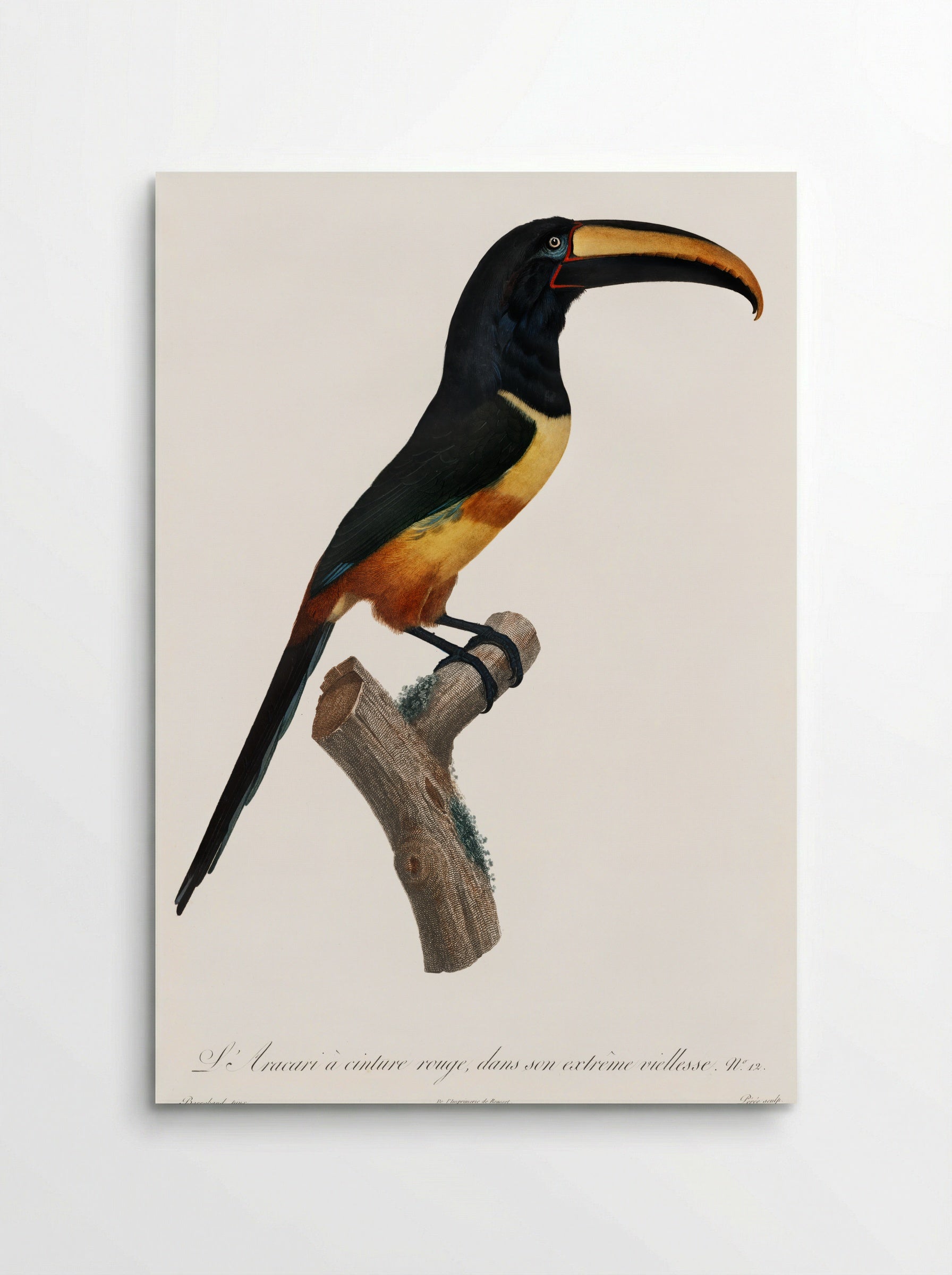 Old Red Belt Aracari - Jacques Barraband - Poster
