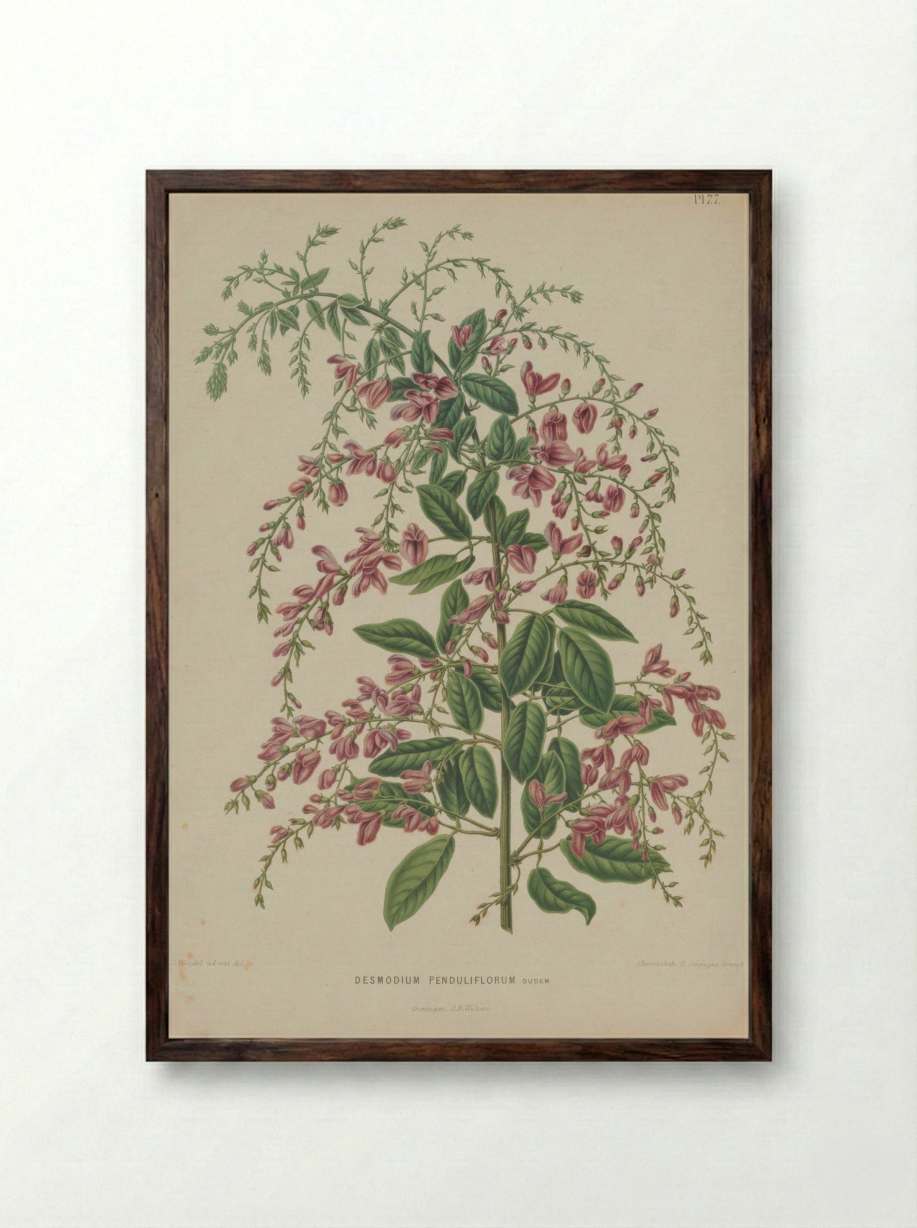 Desmodium Penduliflorum Oudem. - A. J. Wendel - Framed Print Dark Wood