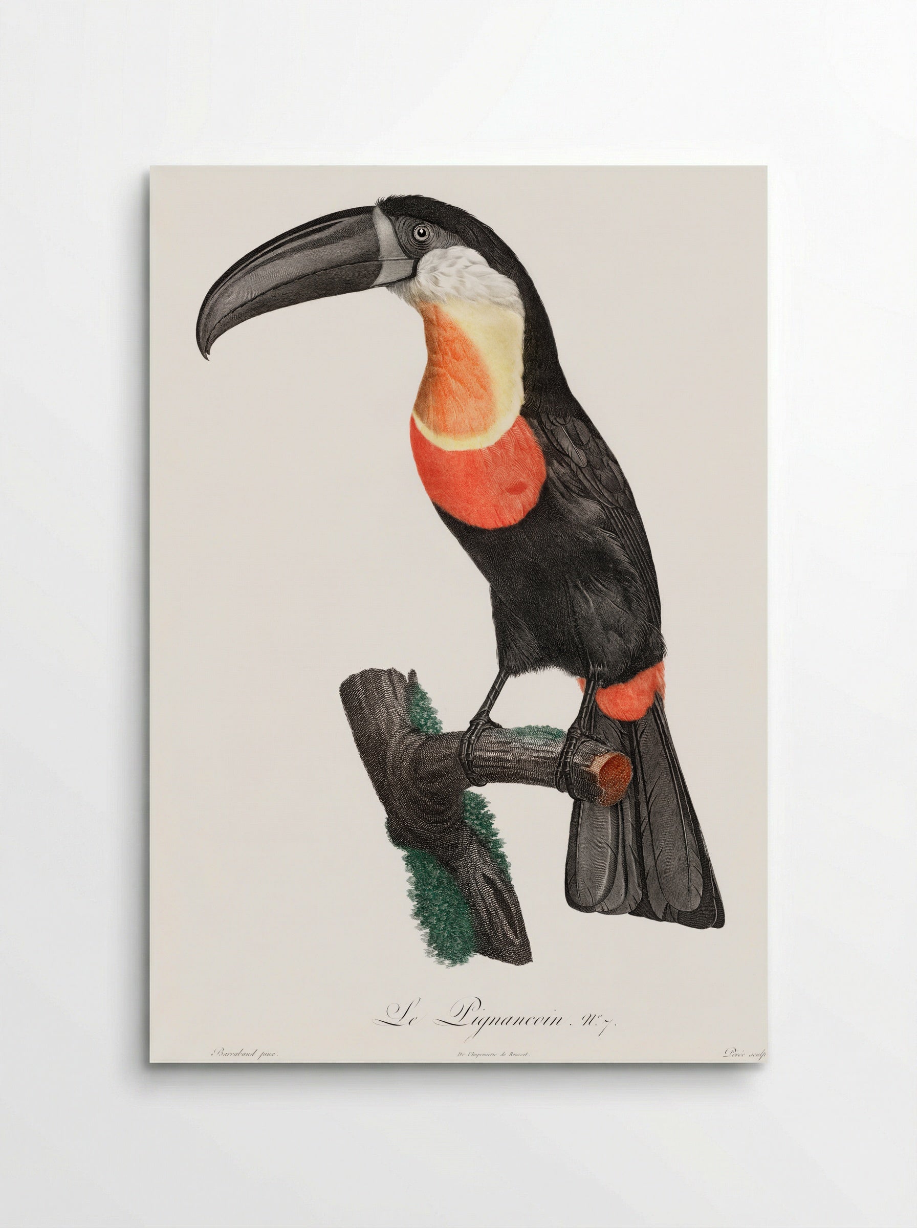 Green-billed Toucan - Jacques Barraband - Poster