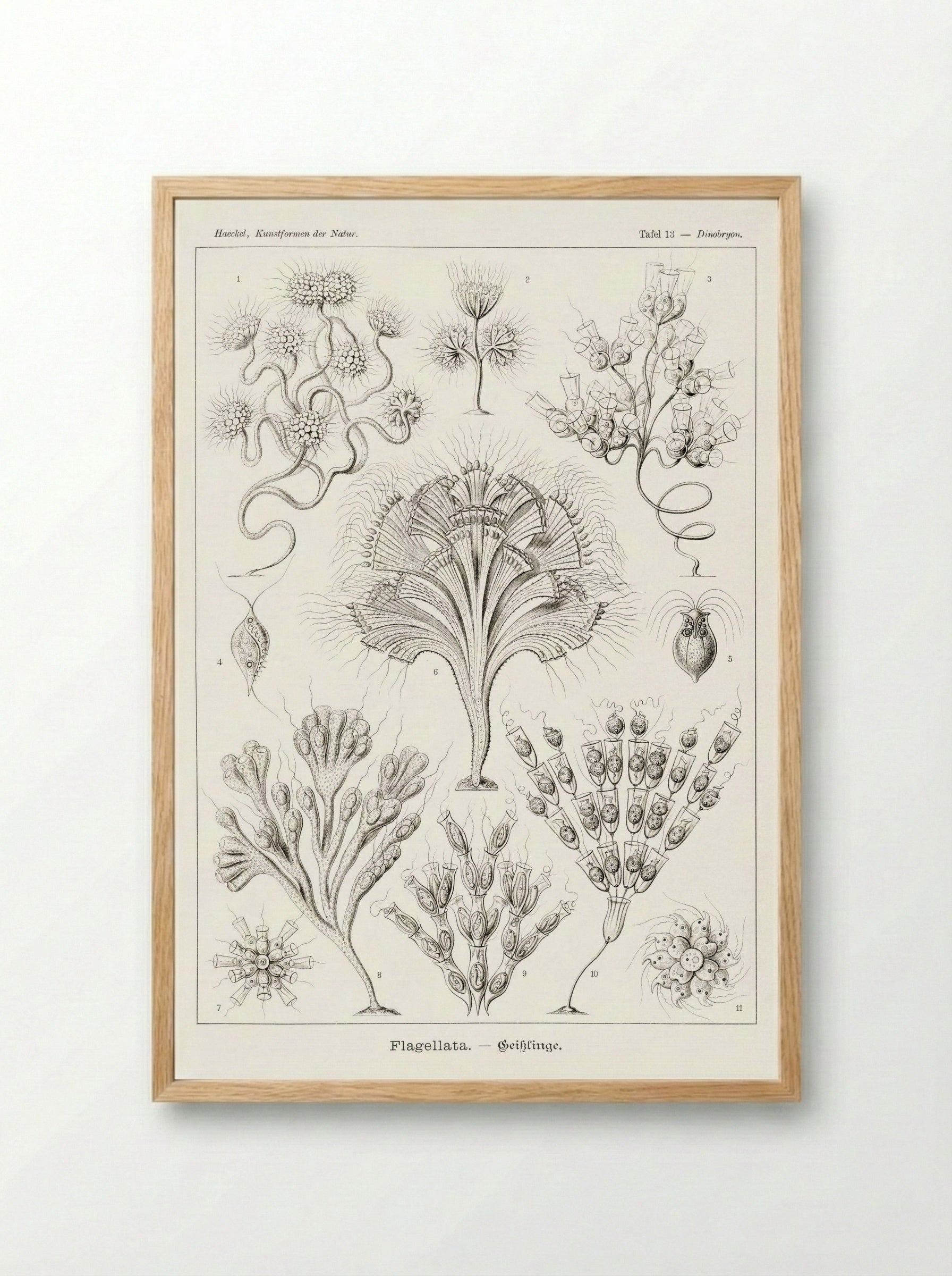 Flagellata-Geiklinge (1904) - Ernst Haeckel - Framed Print Wood