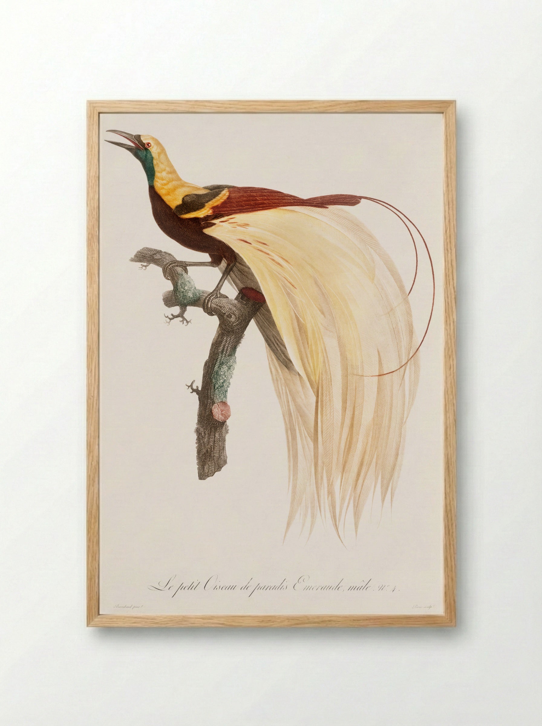 Young Emperor Bird-of-Paradise, Male - Jacques Barraband - Framed Print Wood