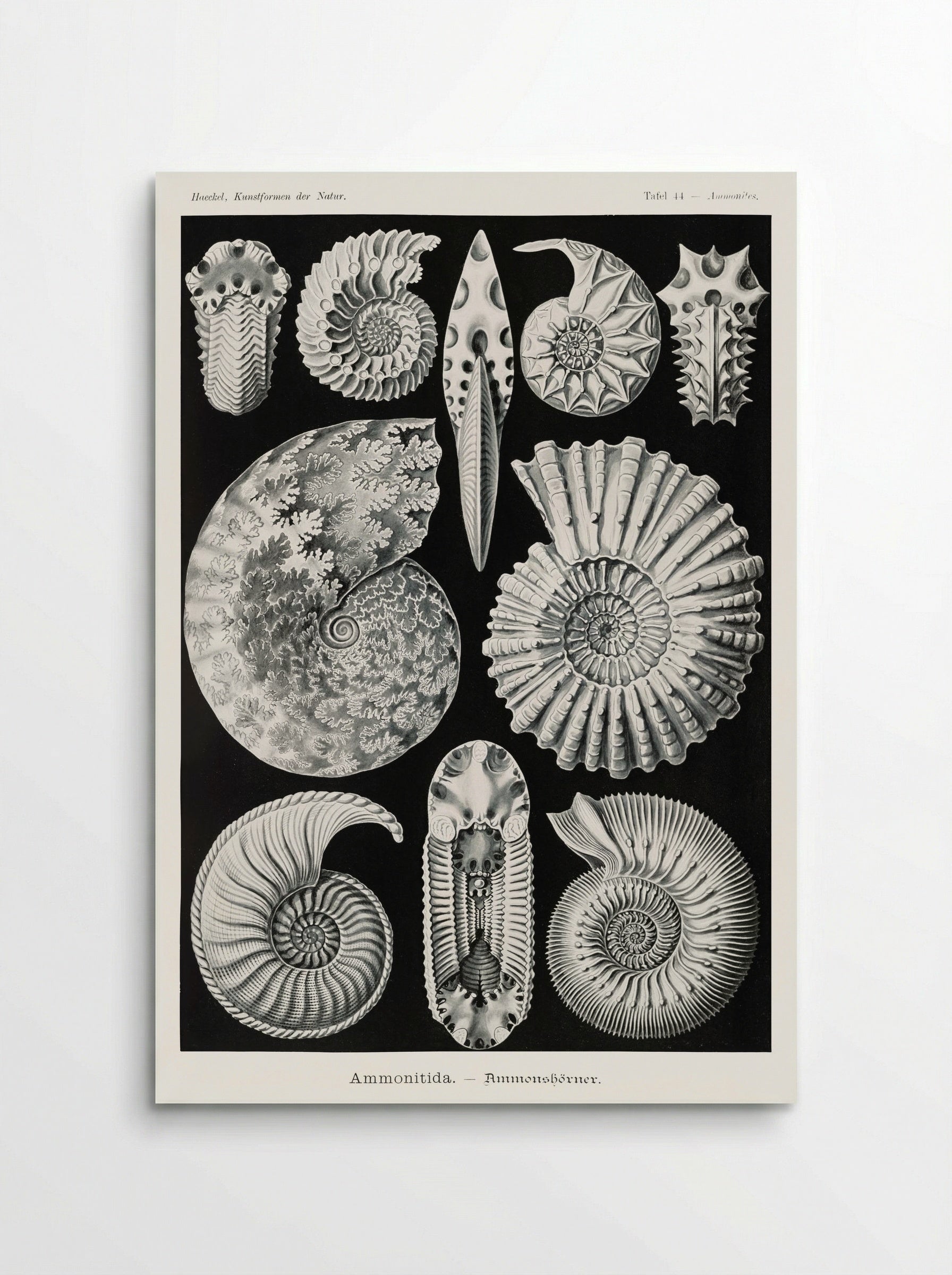 Ammonitida-Ammonshörner (1904) - Ernst Haeckel - Poster