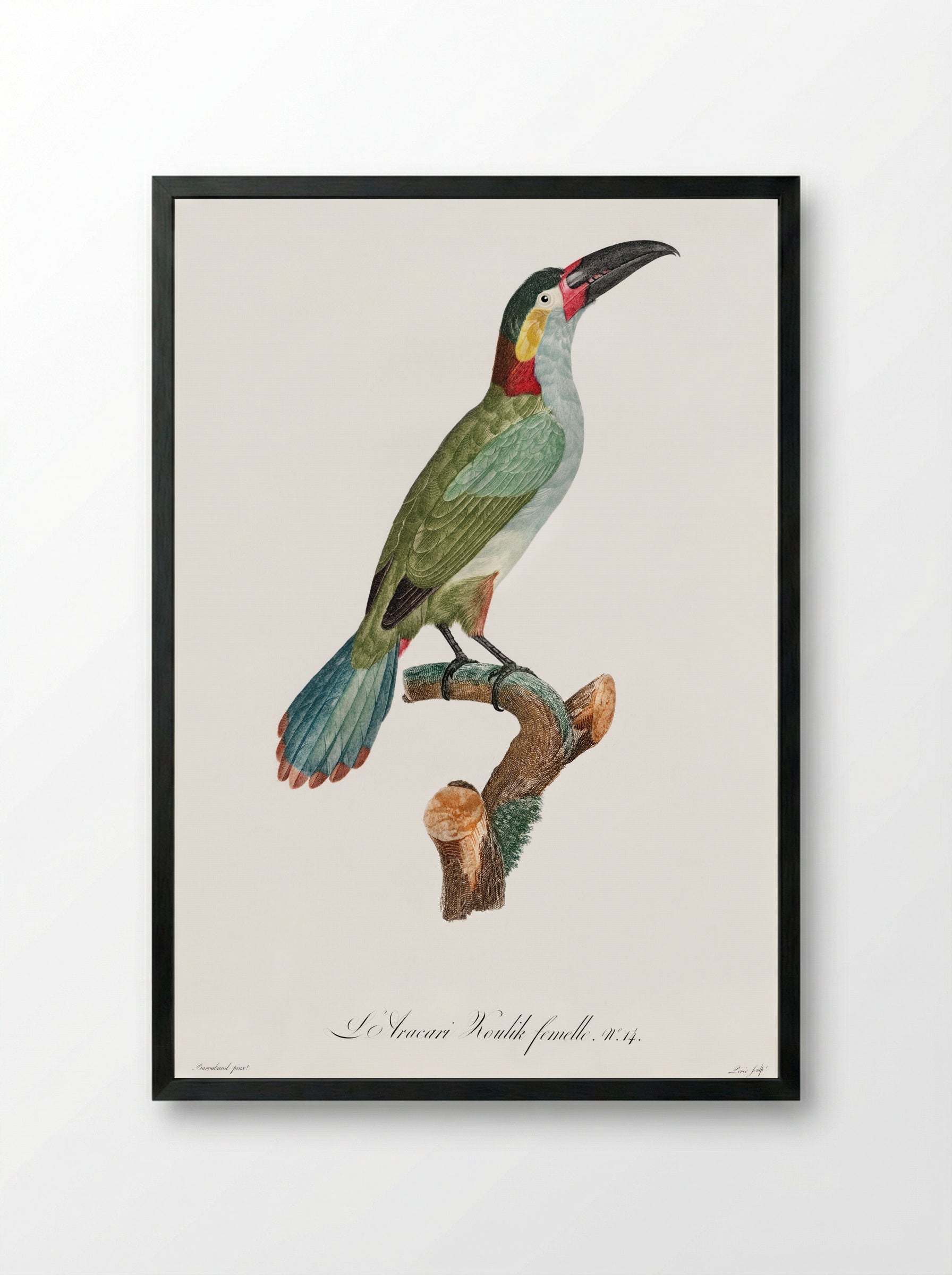 Black-necked Aracari - Jacques Barraband - Framed Print Black