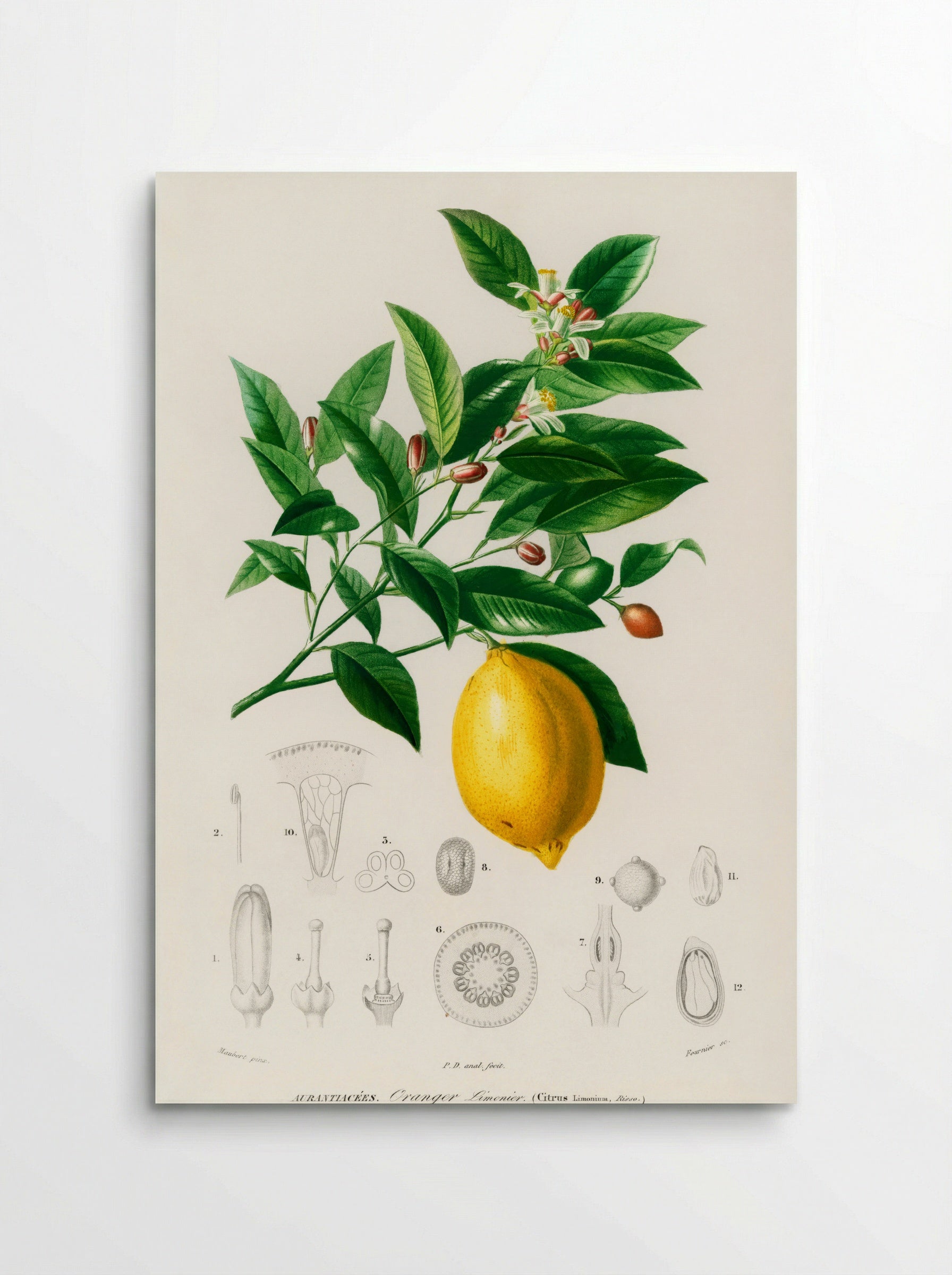 Lemon (Citrus Limonium) - Charles Dessalines D' Orbigny - Poster