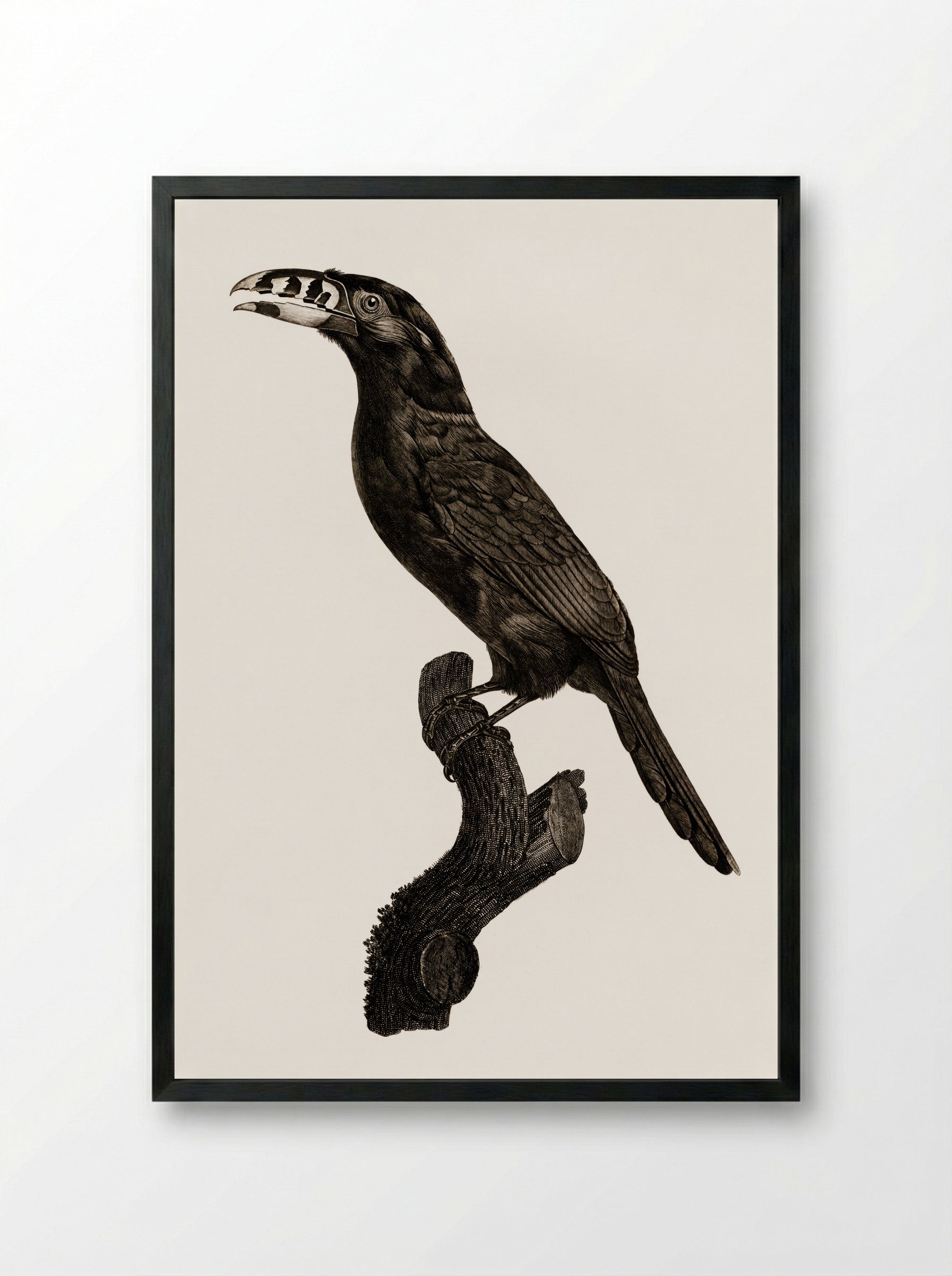 Black-necked Aracari, Male - Jacques Barraband - Framed Print Black