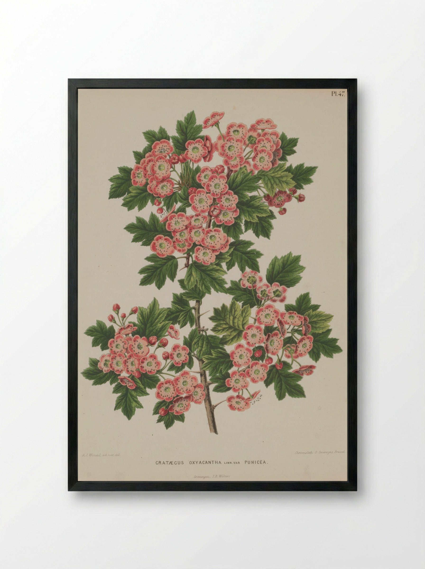 Crataegus Oxyacantha L. - A. J. Wendel - Framed Print Black