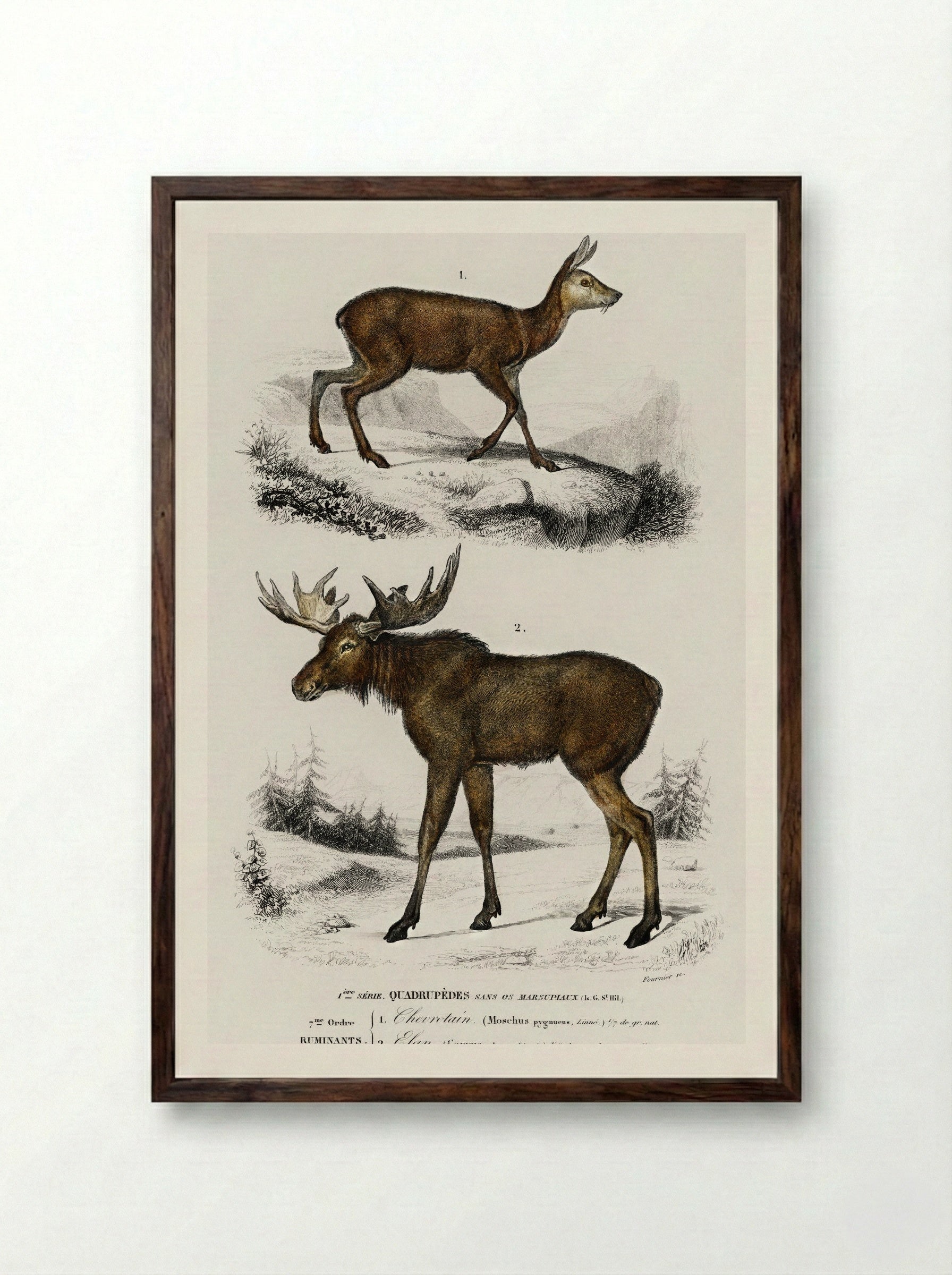 Alces alces and Moschus - Charles Dessalines D'Orbigny - Framed Print Dark Wood