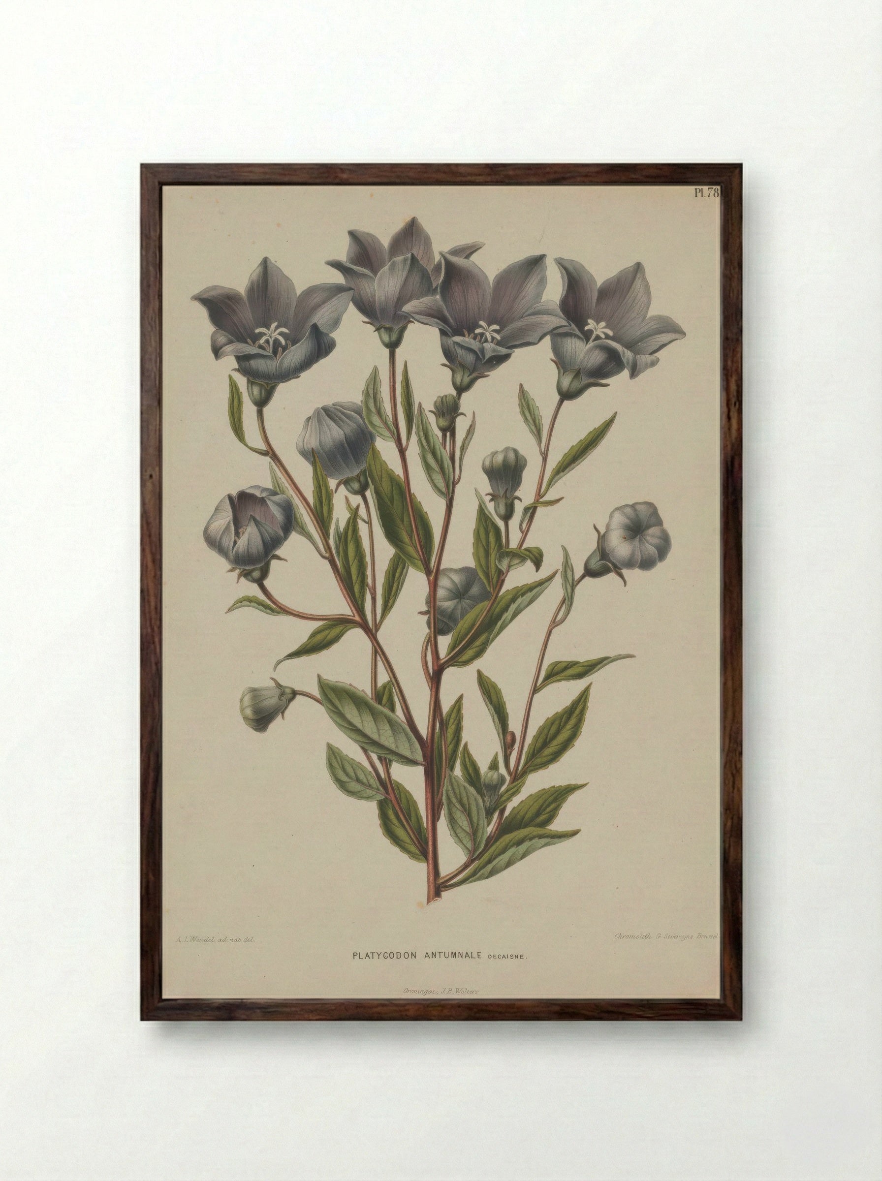 Campanula Grandiflora Jacq. - A. J. Wendel - Framed Print Dark Wood