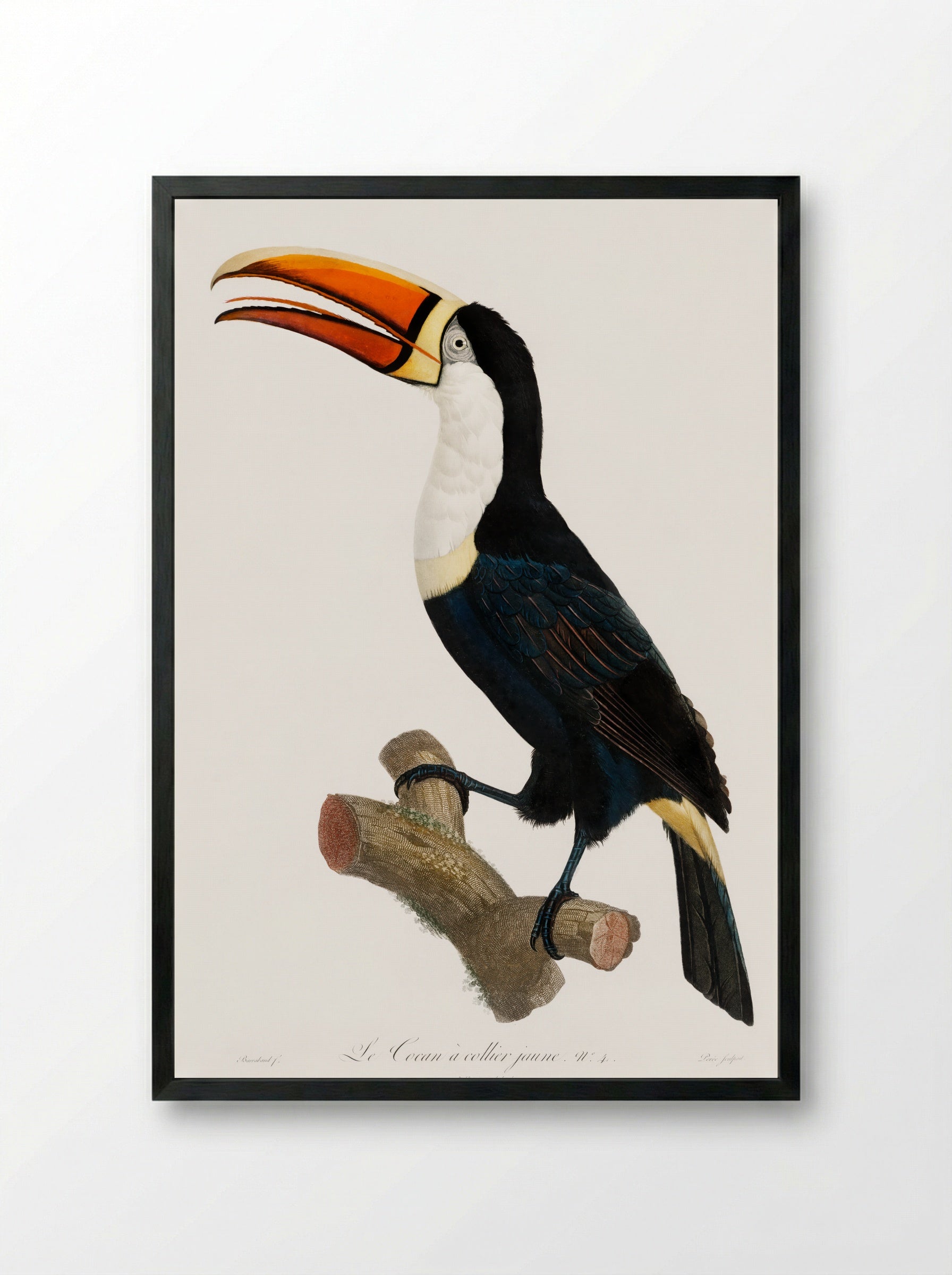 Yellow Necklace Toucan - Jacques Barraband - Framed Print Black