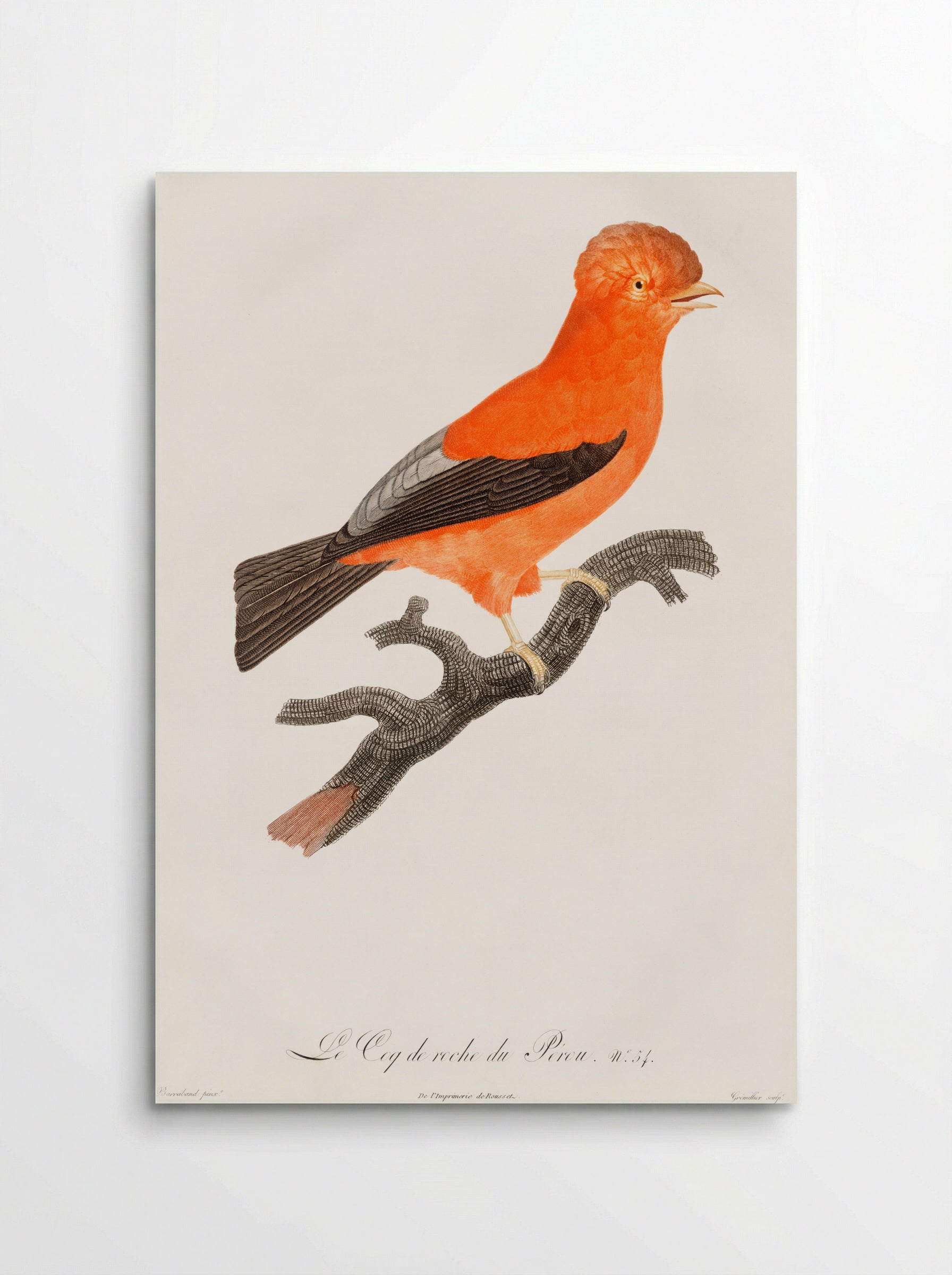 Andean Cock-of-the-Rock - Jacques Barraband - Poster