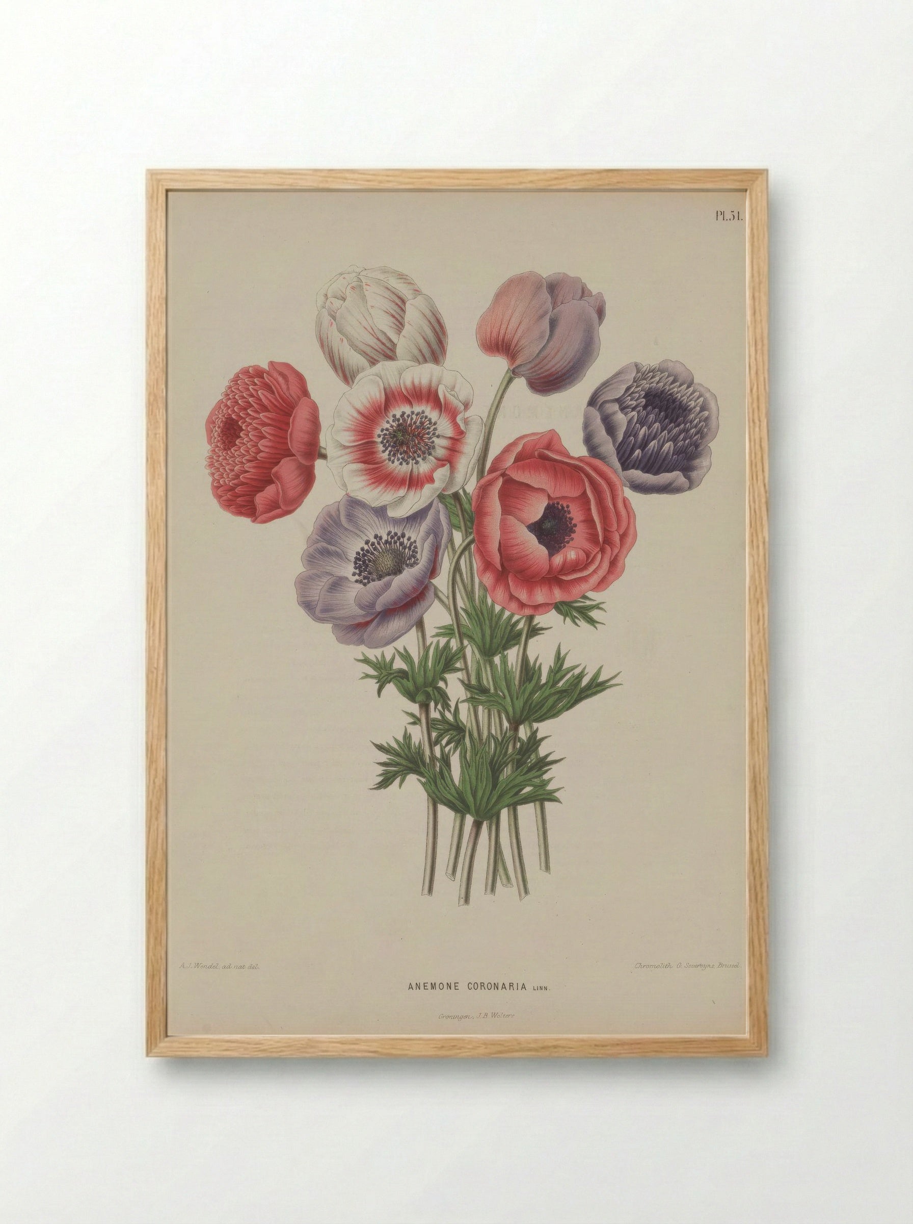 Anemone Coronaria L. - A. J. Wendel - Framed Print Wood