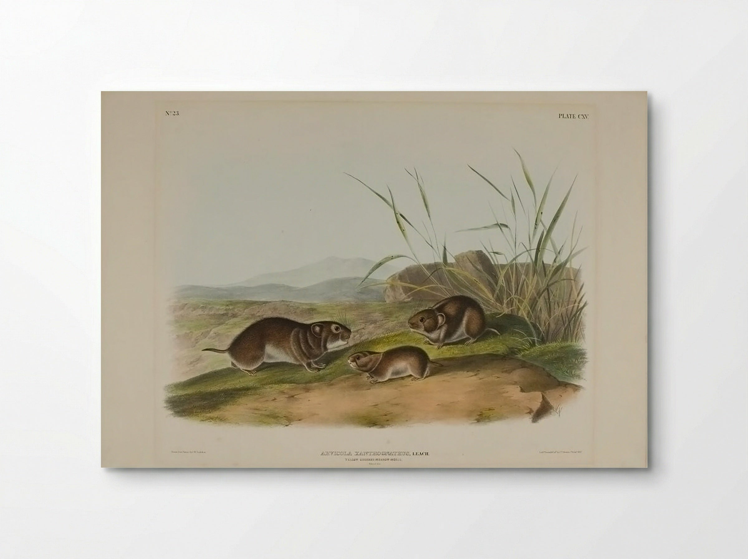 Yellow Cheeked Meadow Mouse (Arviicola Xanthognathus, Leach) - John James Audubon - Poster