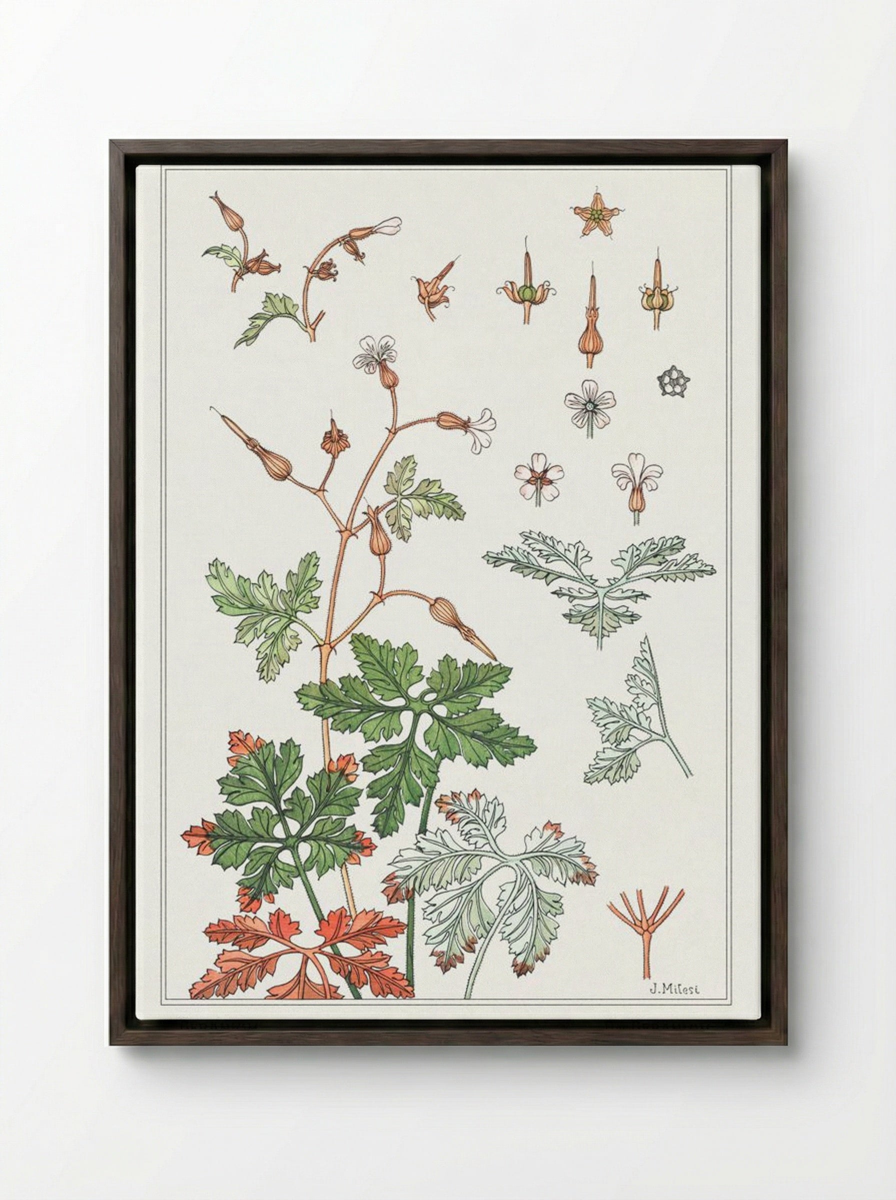 Geranium sauvage (Geranium) - Maurice Pillard Verneuil - Framed Canvas Dark Wood