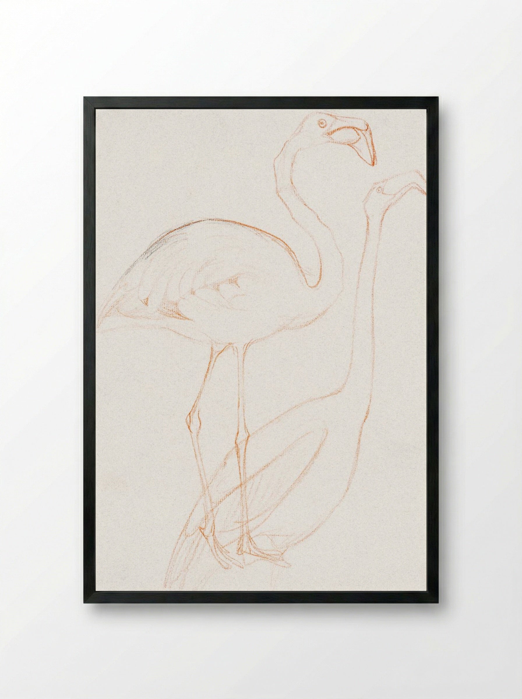 Two Studies of a Flamingo - Theo van Hoytema - Framed Print Black