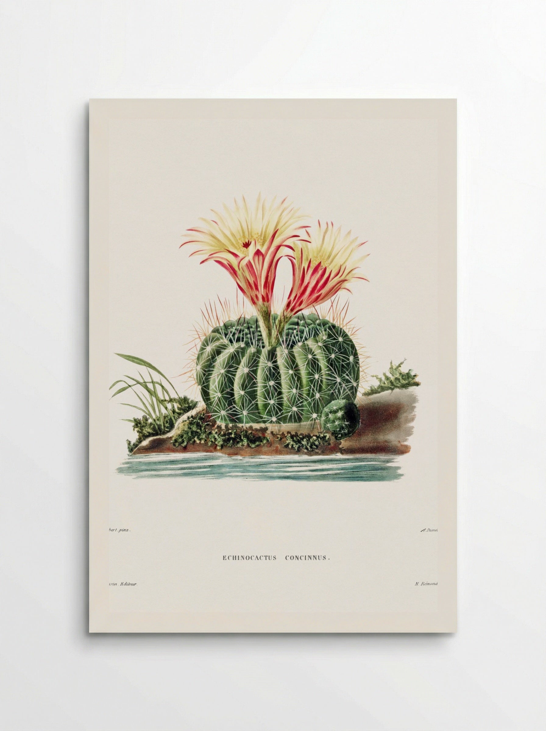 Rainbow Cactus (Echinocactus Pectiniferus) - Charles Antoine Lemaire - Poster