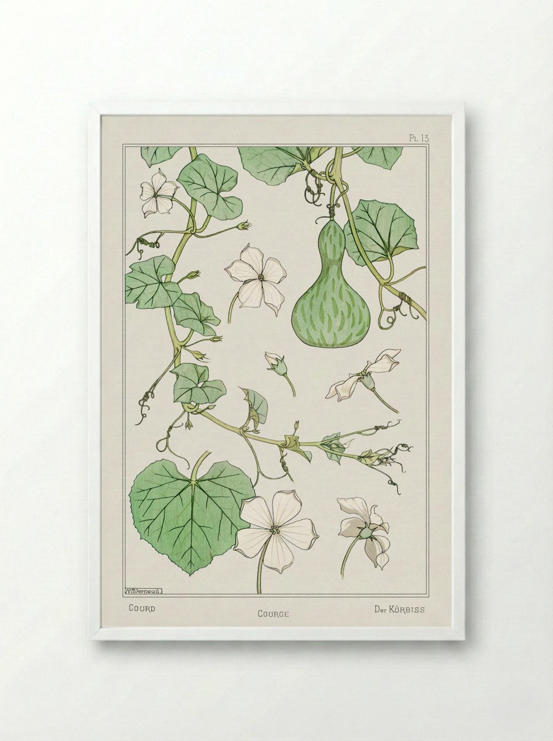 Courge (White-Flowered Gourd) - Maurice Pillard Verneuil - Framed Print White