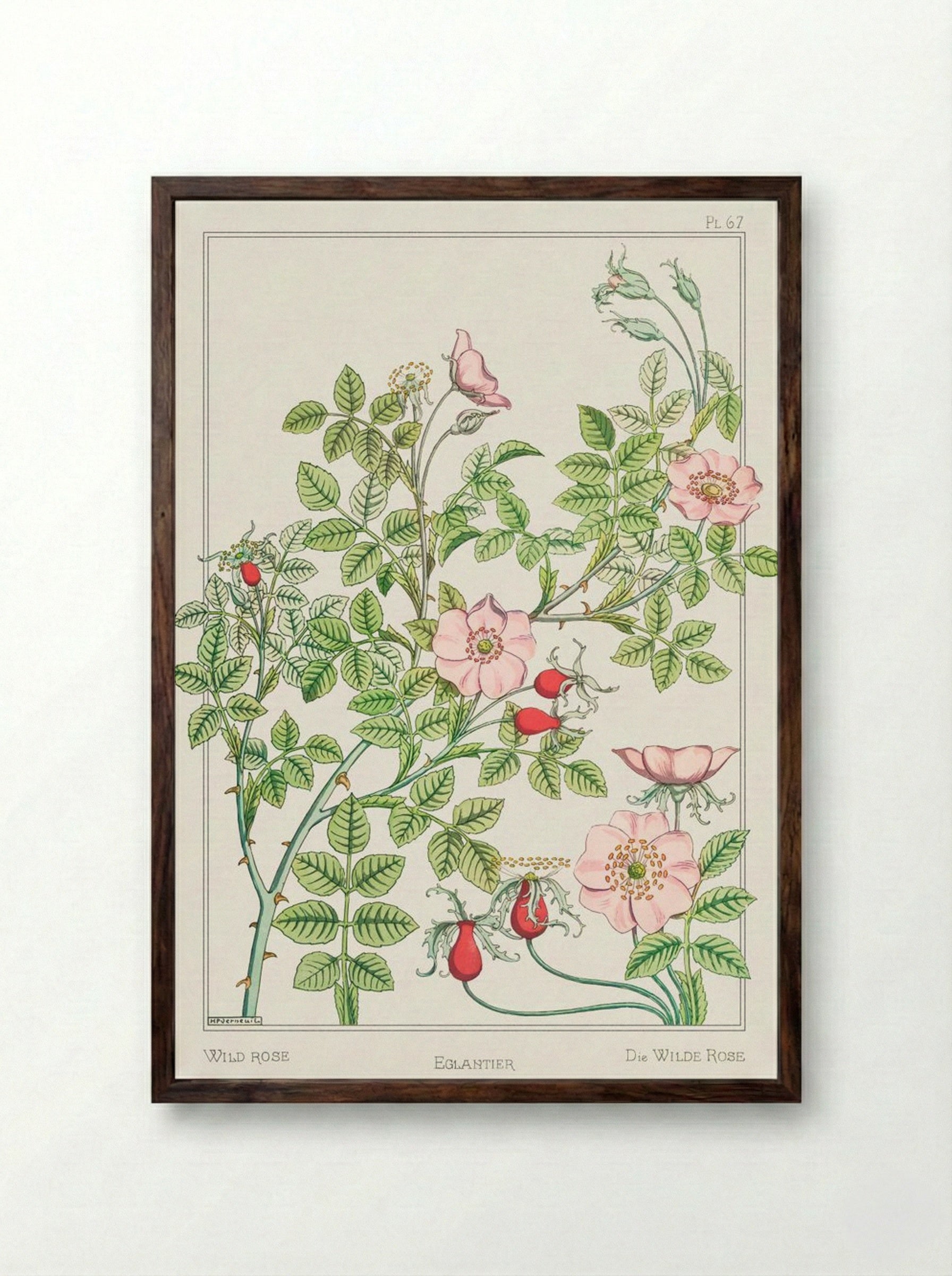 Eglantier (Wild Rose) from La Plante et ses Applications ornementales - Maurice Pillard Verneuil - Framed Print Dark Wood