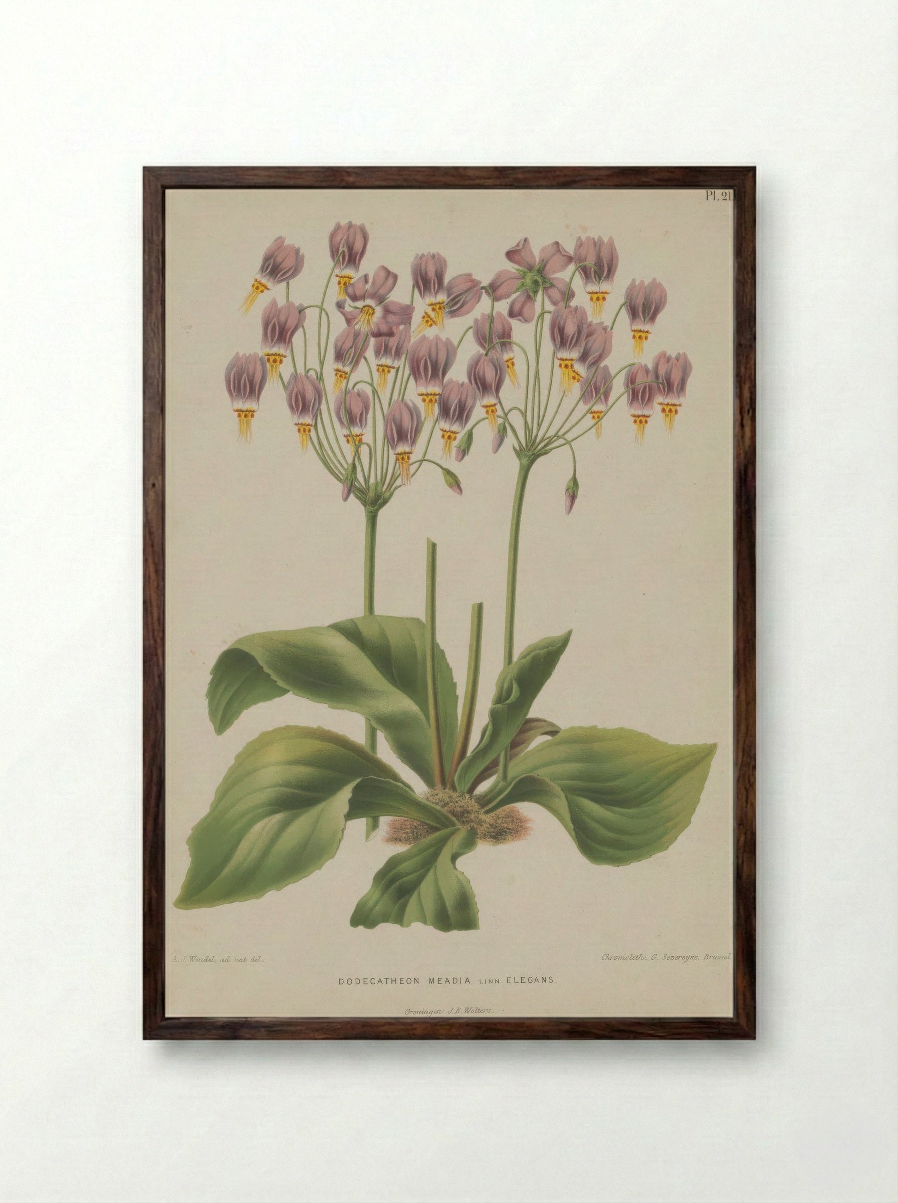 Dodecatheon Meadia L. - A. J. Wendel - Framed Print Dark Wood