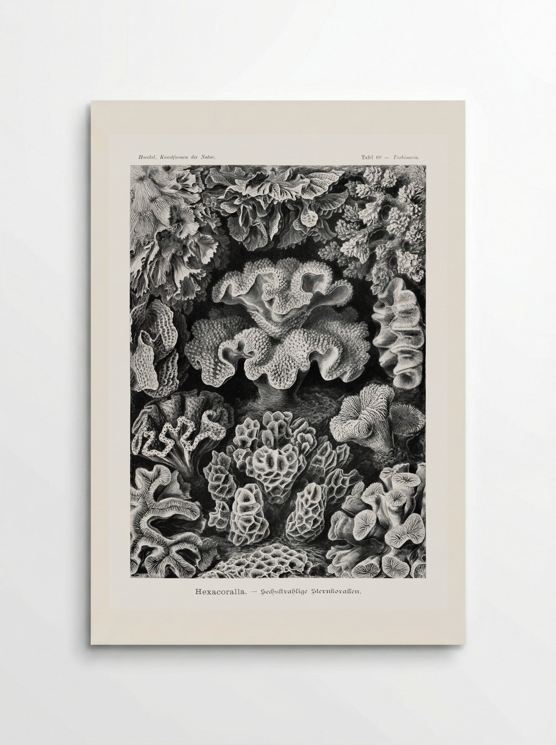 Hexacoralla-Sechsstrahlige Sternkorallen (1904) - Ernst Haeckel - Poster