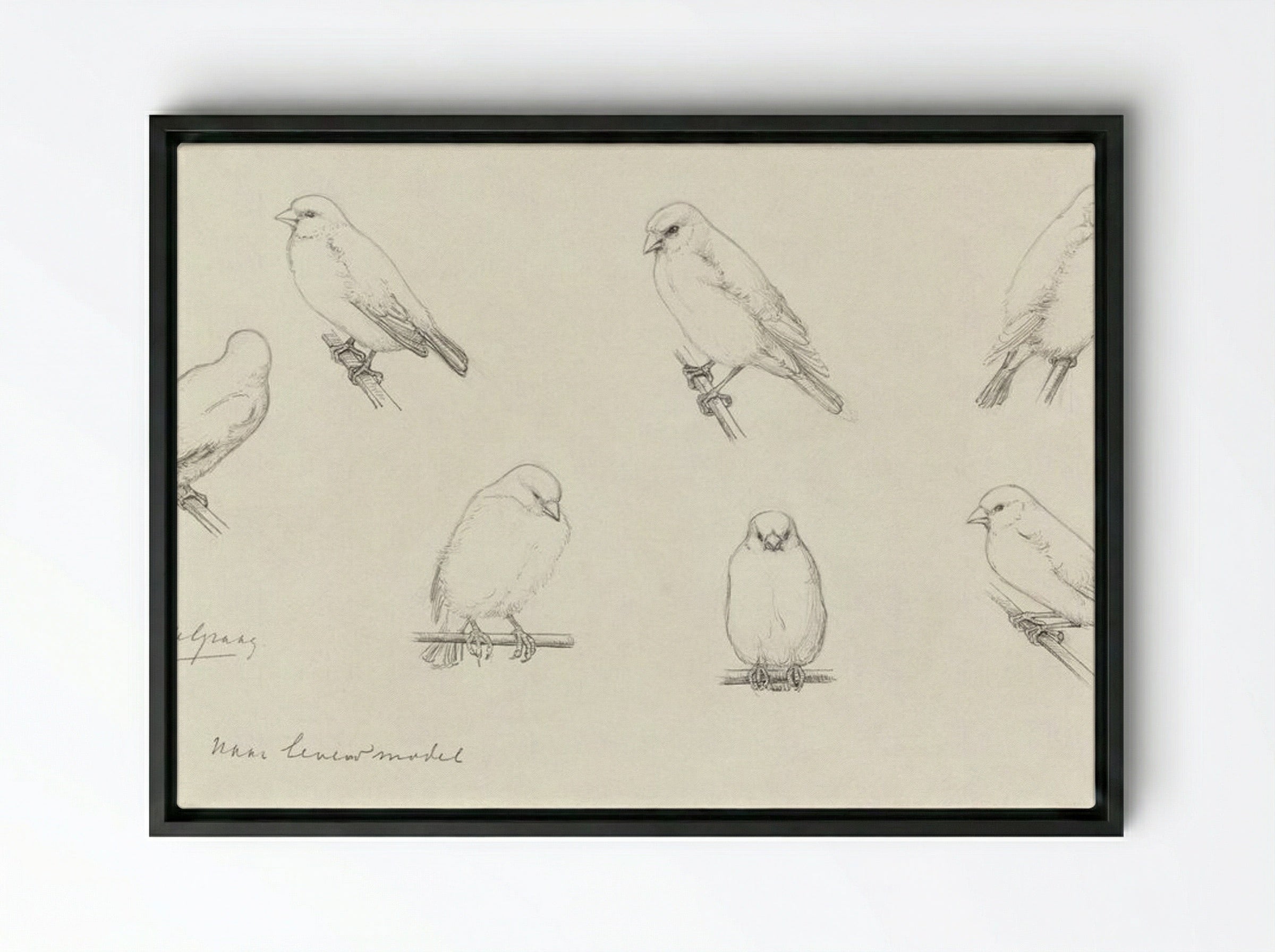 Study of Canaries - Julie de Graag - Framed Canvas Black