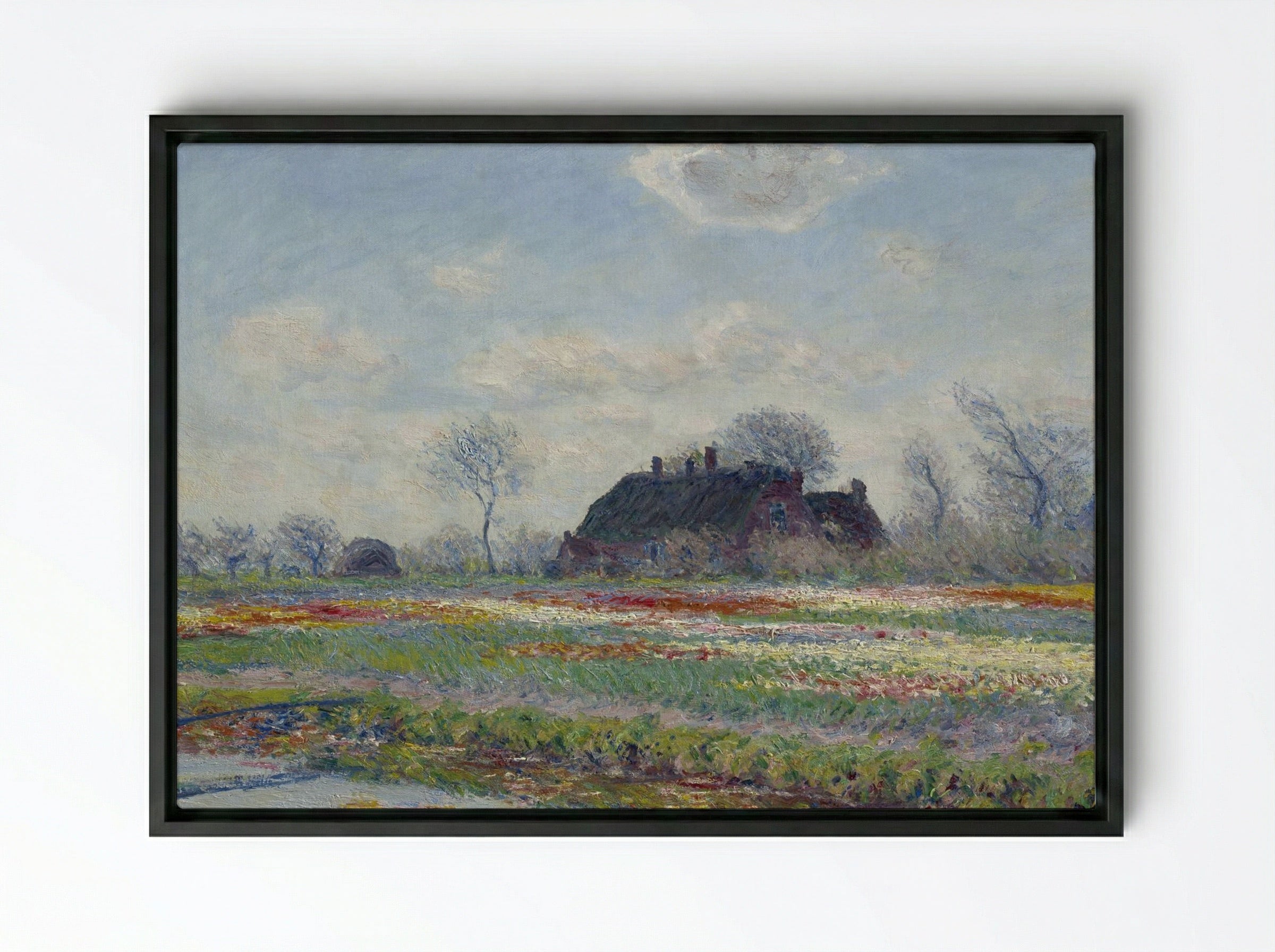 Tulip Fields at Sassenheim - Claude Monet - Framed Canvas Black