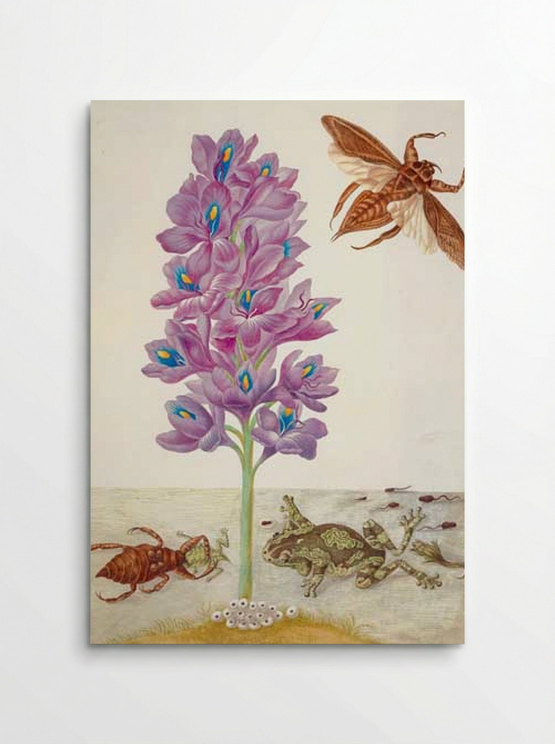 Wasserskorpion, Frösche, Kaulquappen und Wasserhyazinthe - Maria Sibylla Merian - Poster