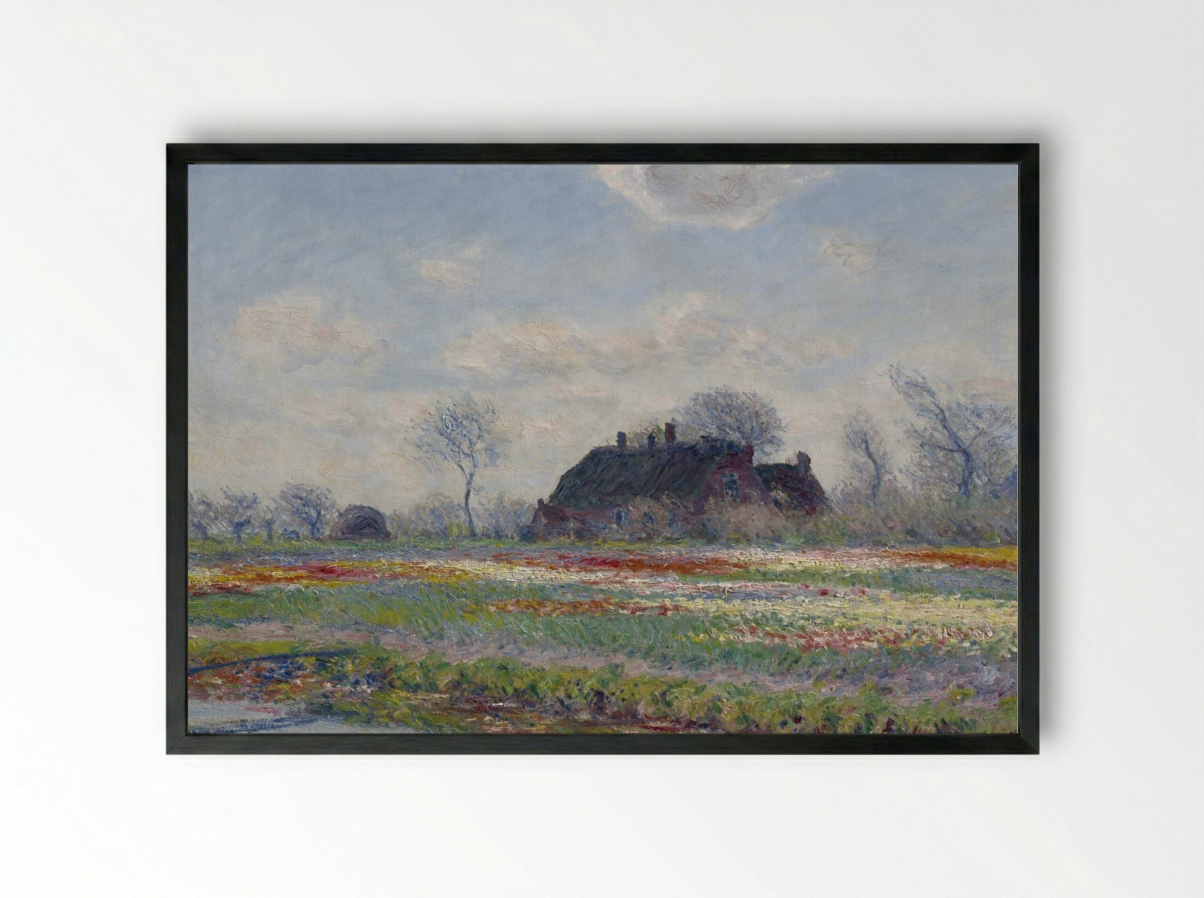 Tulip Fields at Sassenheim - Claude Monet - Framed Print Black