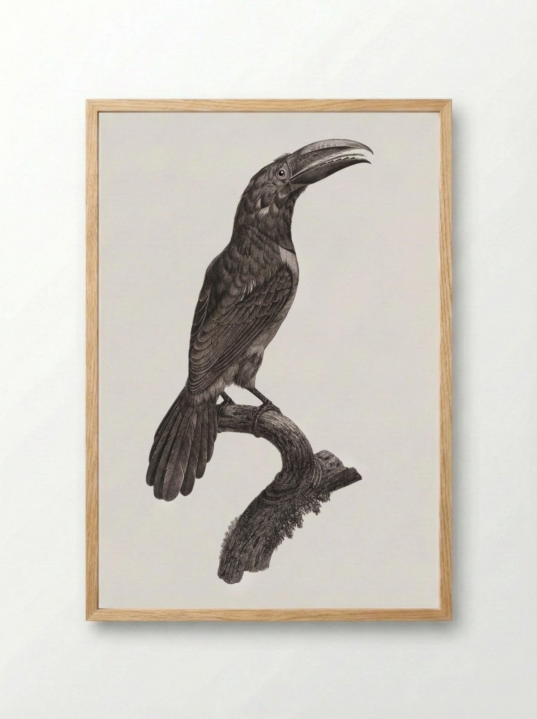 Green Aracari - Jacques Barraband - Framed Print Wood