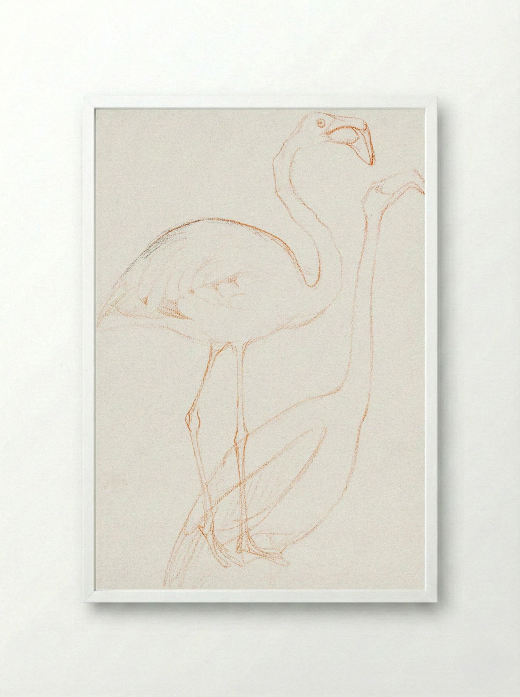 Two Studies of a Flamingo - Theo van Hoytema - Framed Print White