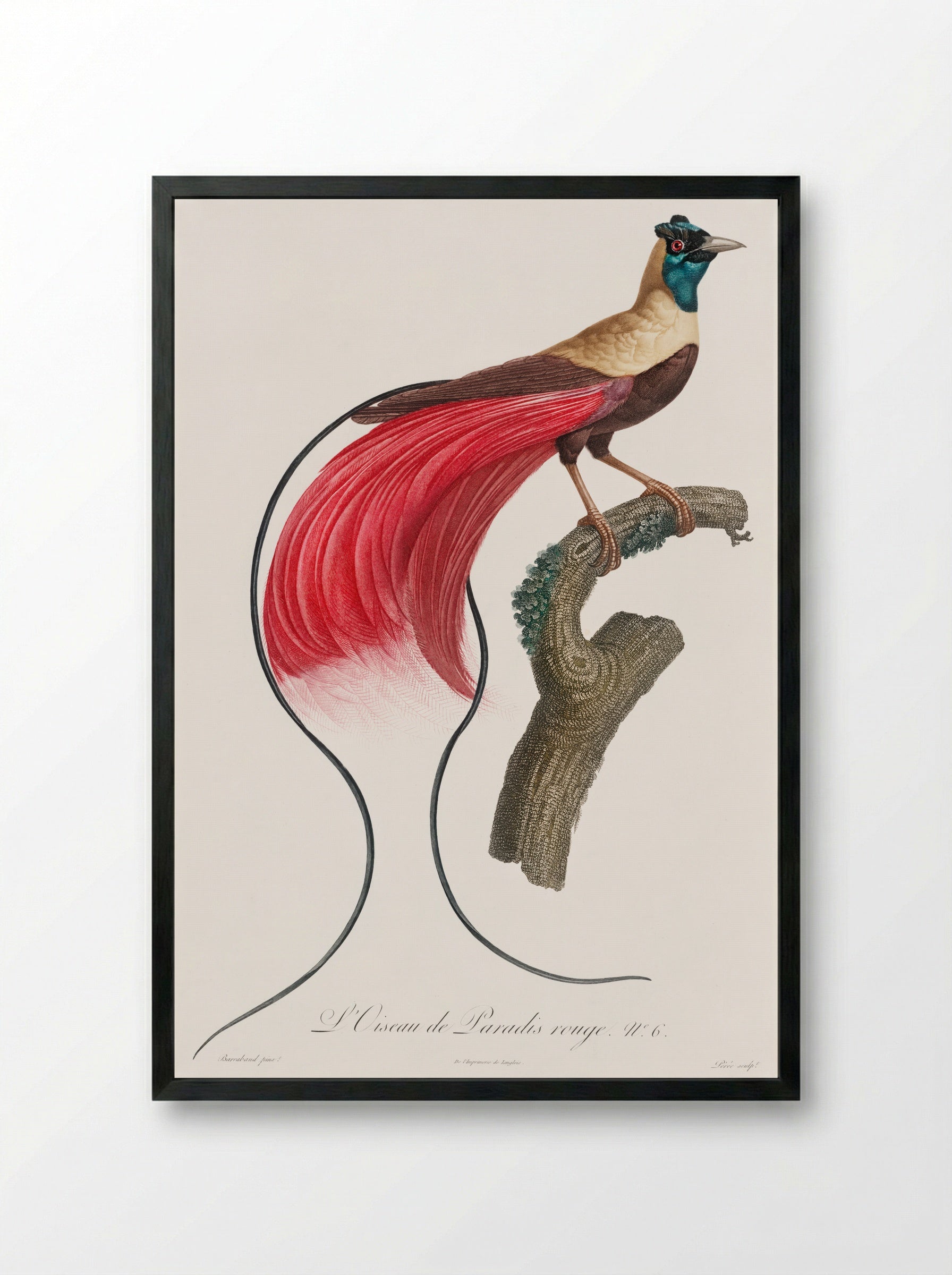 Red Bird of Paradise - Jacques Barraband - Framed Print Black