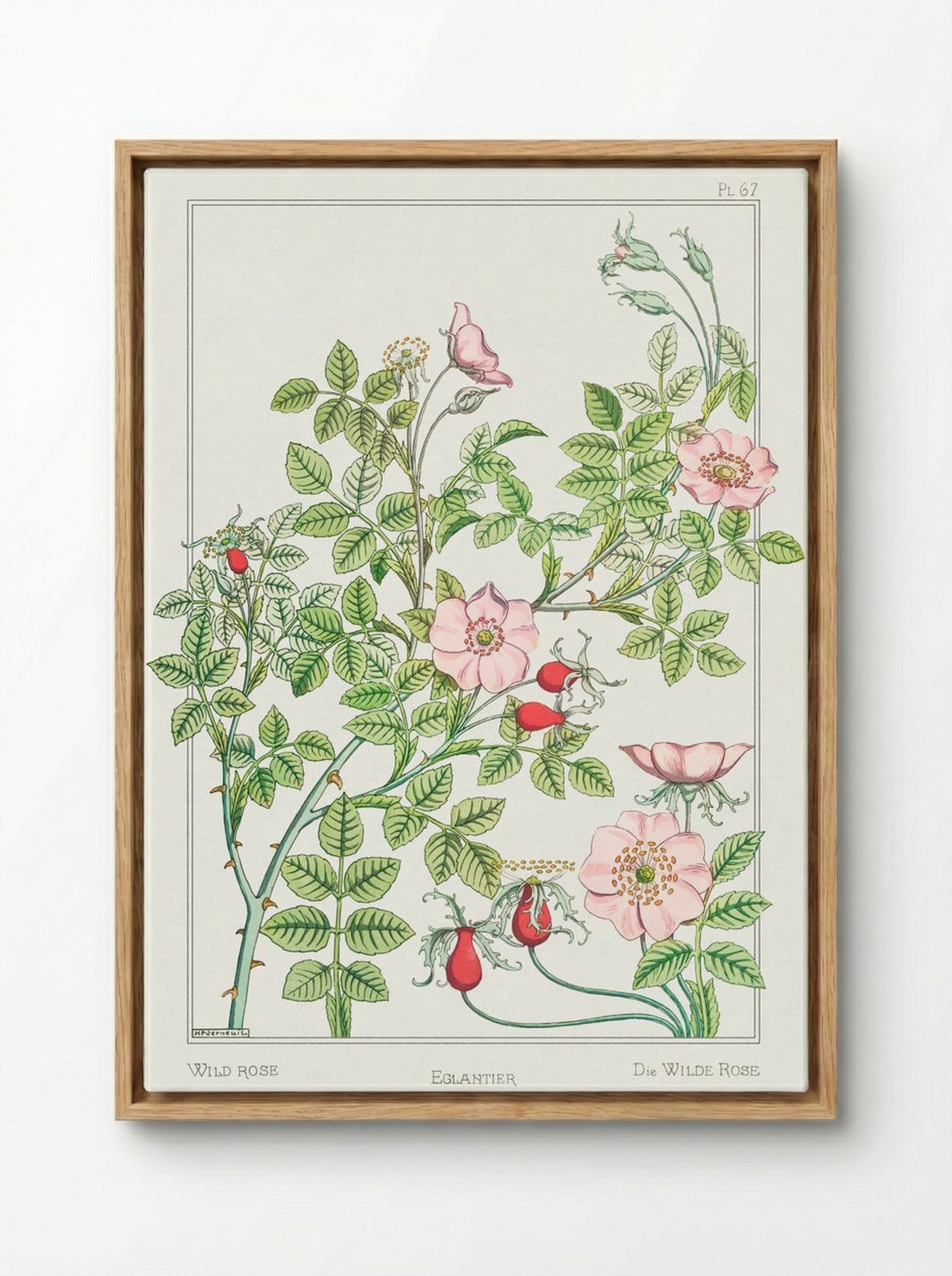 Eglantier (Wild Rose) from La Plante et ses Applications ornementales - Maurice Pillard Verneuil - Framed Canvas Wood