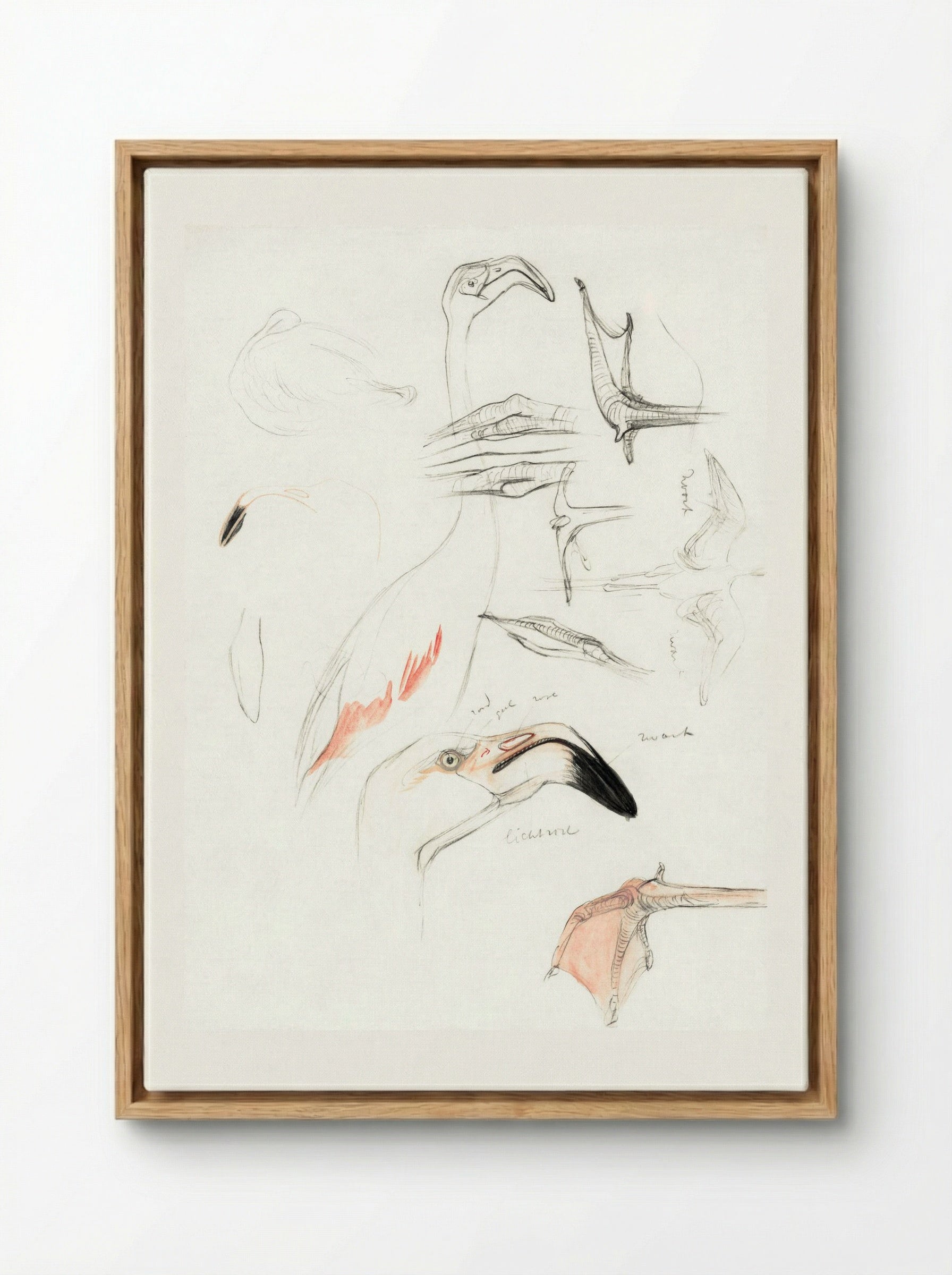 Studies of a Flamingo - Theo van Hoytema - Framed Canvas Wood
