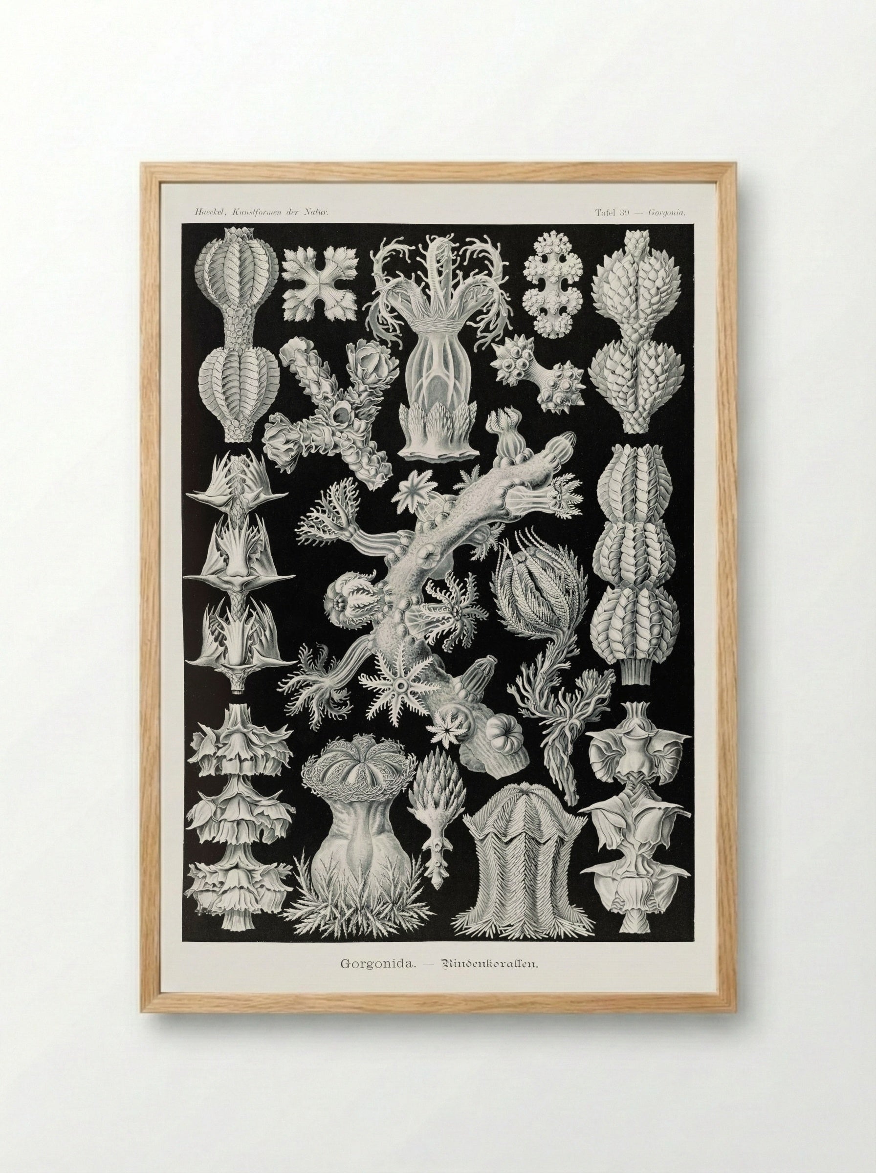 Gorgonida-Rindenkorallen (1904) - Ernst Haeckel - Framed Print Wood