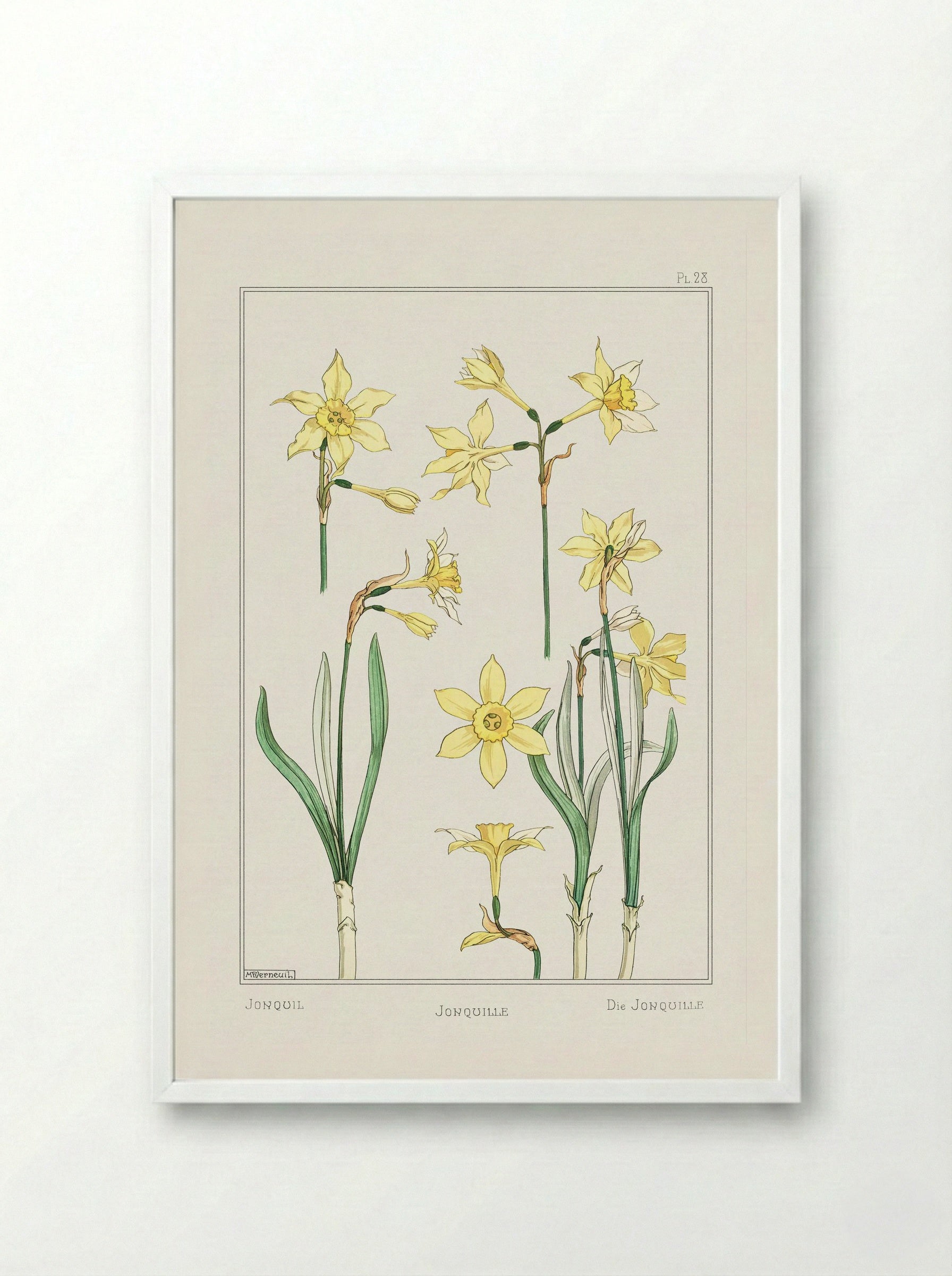 Jonquille or Jonquil - Maurice Pillard Verneuil - Framed Print White